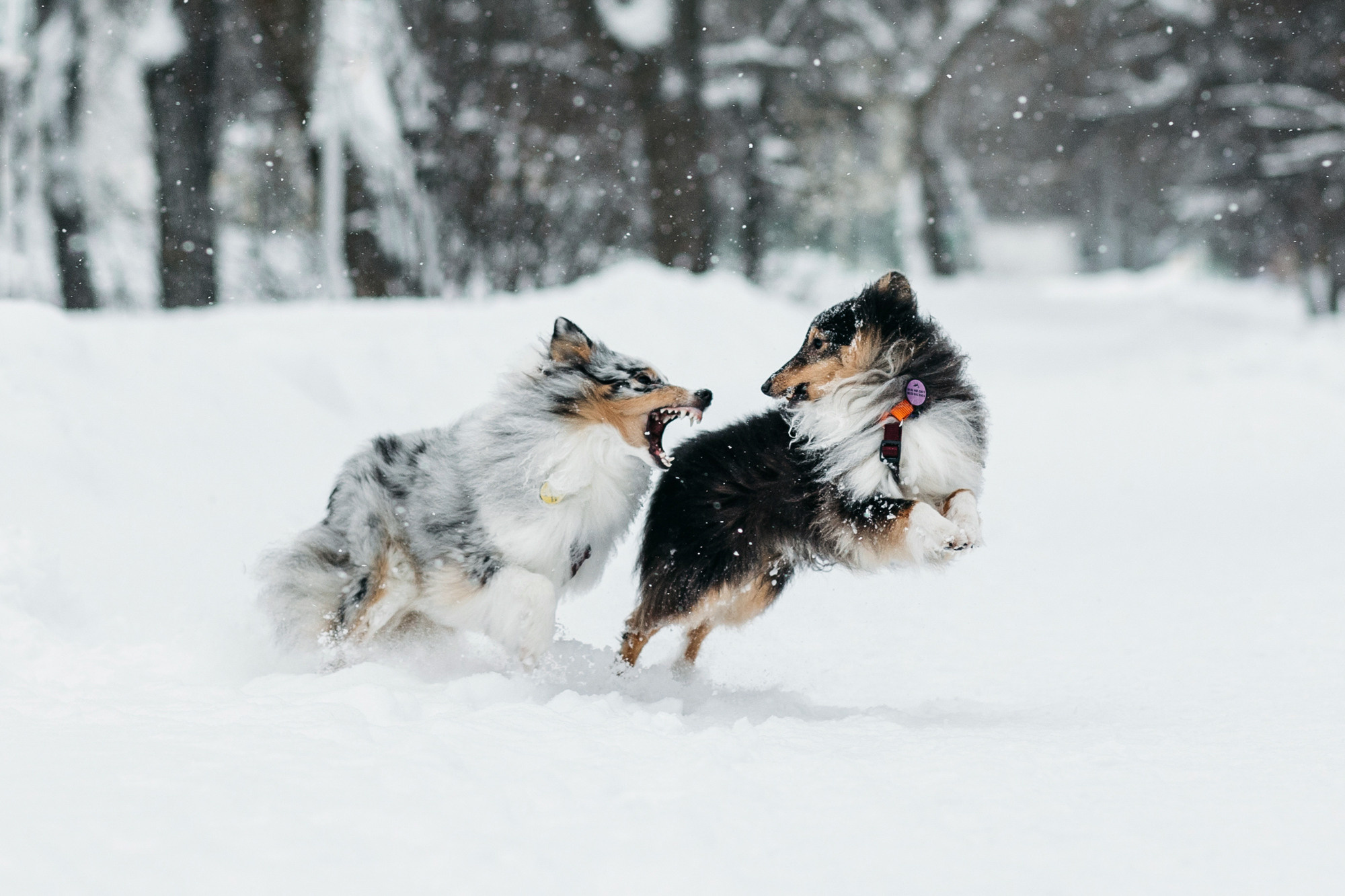 Александра, Бум и Нэвис. Фотограф-анималист Елена Радченко, Москва