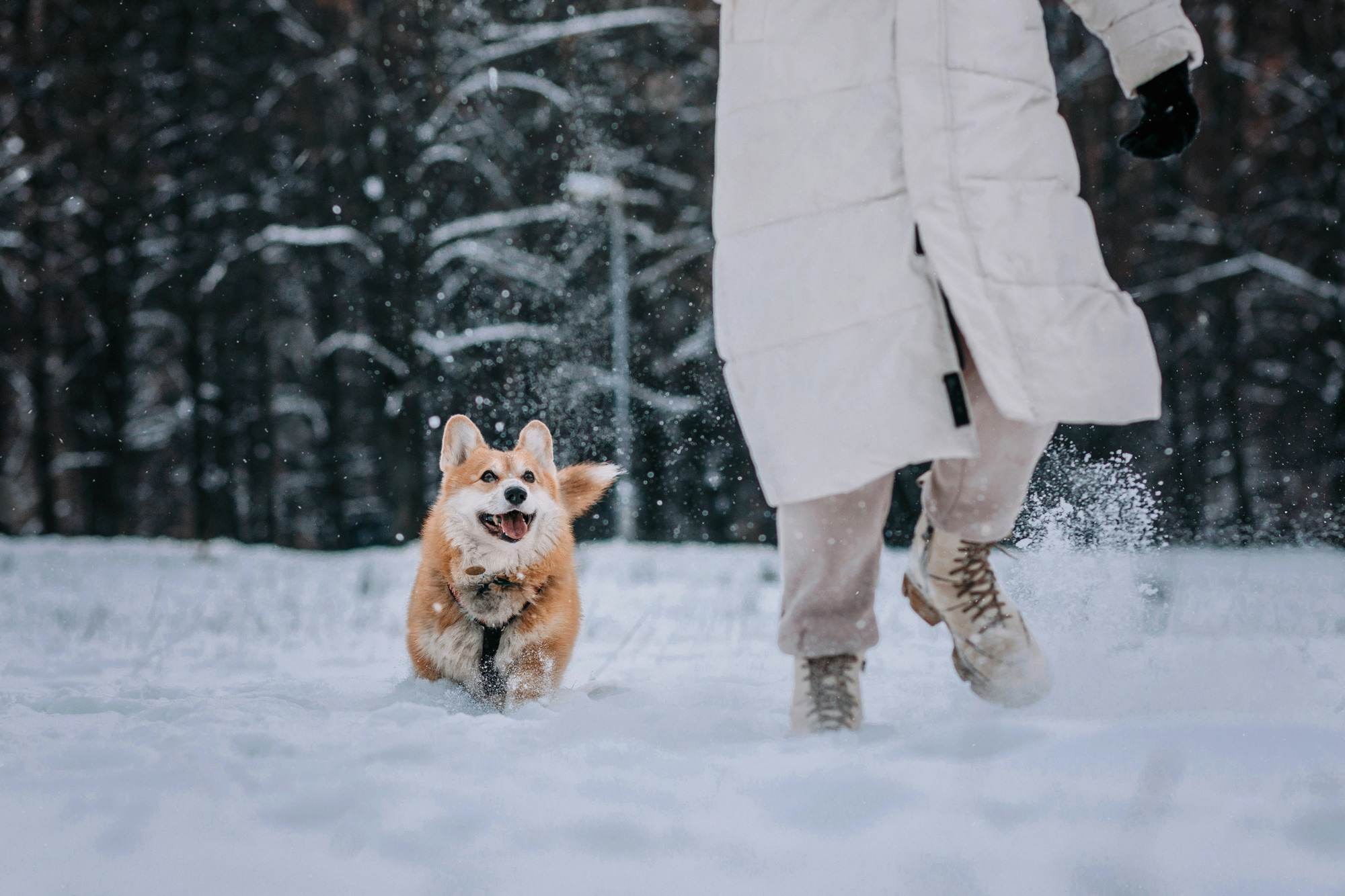 Аня и Фил. Фотограф-анималист Елена Радченко, Москва