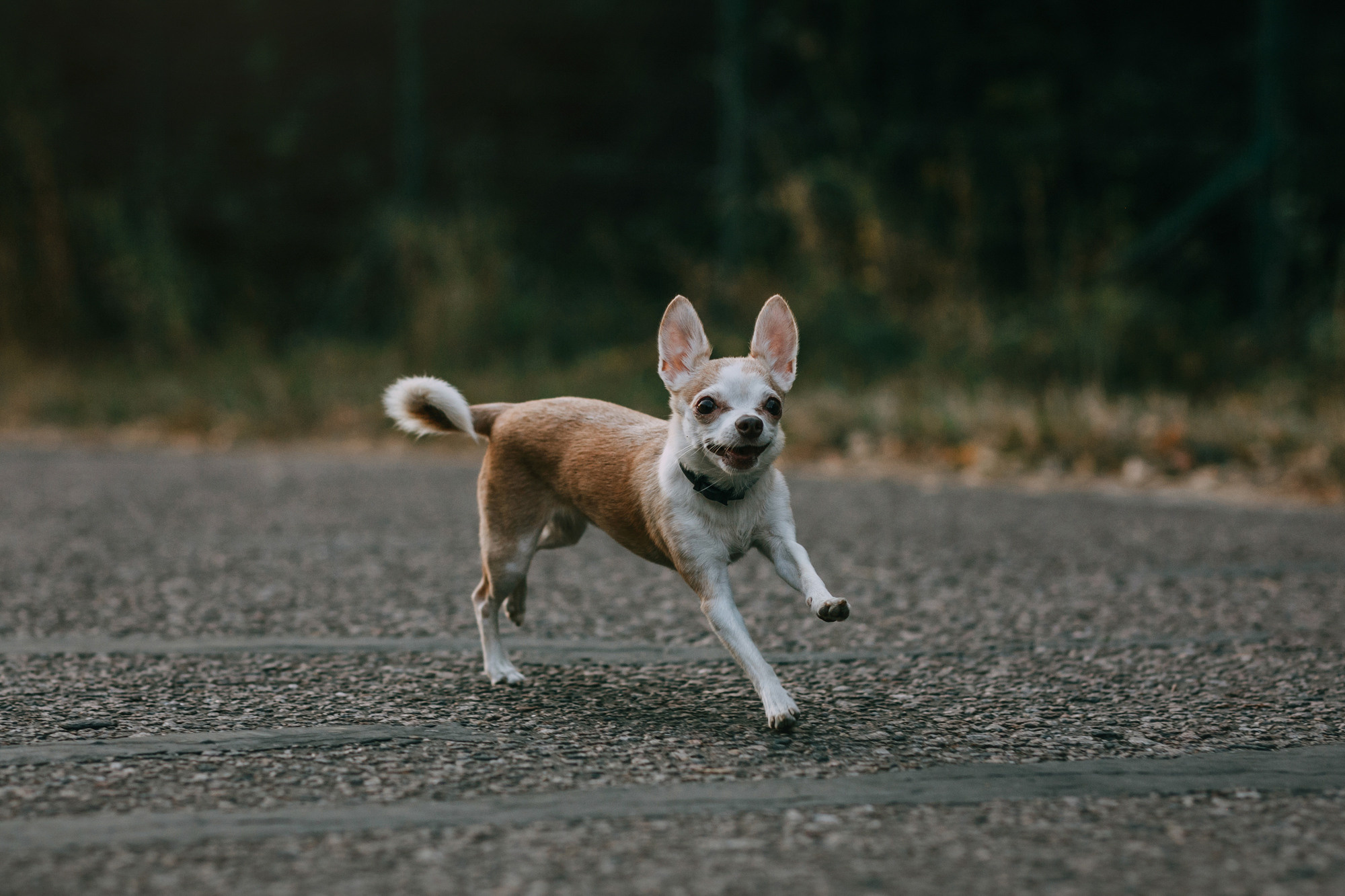 Наталья, Курт и Джуля. Фотограф-анималист Елена Радченко, Москва