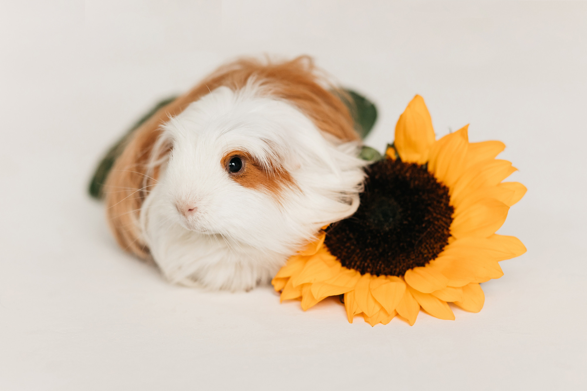 Ками и Кекс. Фотограф-анималист Елена Радченко, Москва