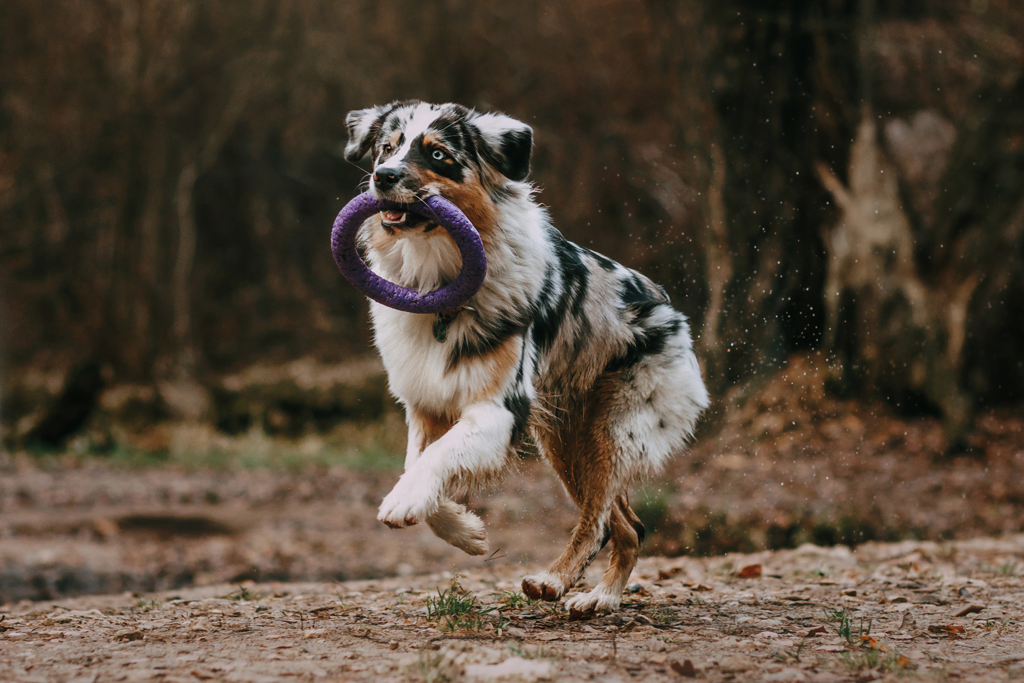 Анна, Чарли и Ева. Фотограф-анималист Елена Радченко, Москва