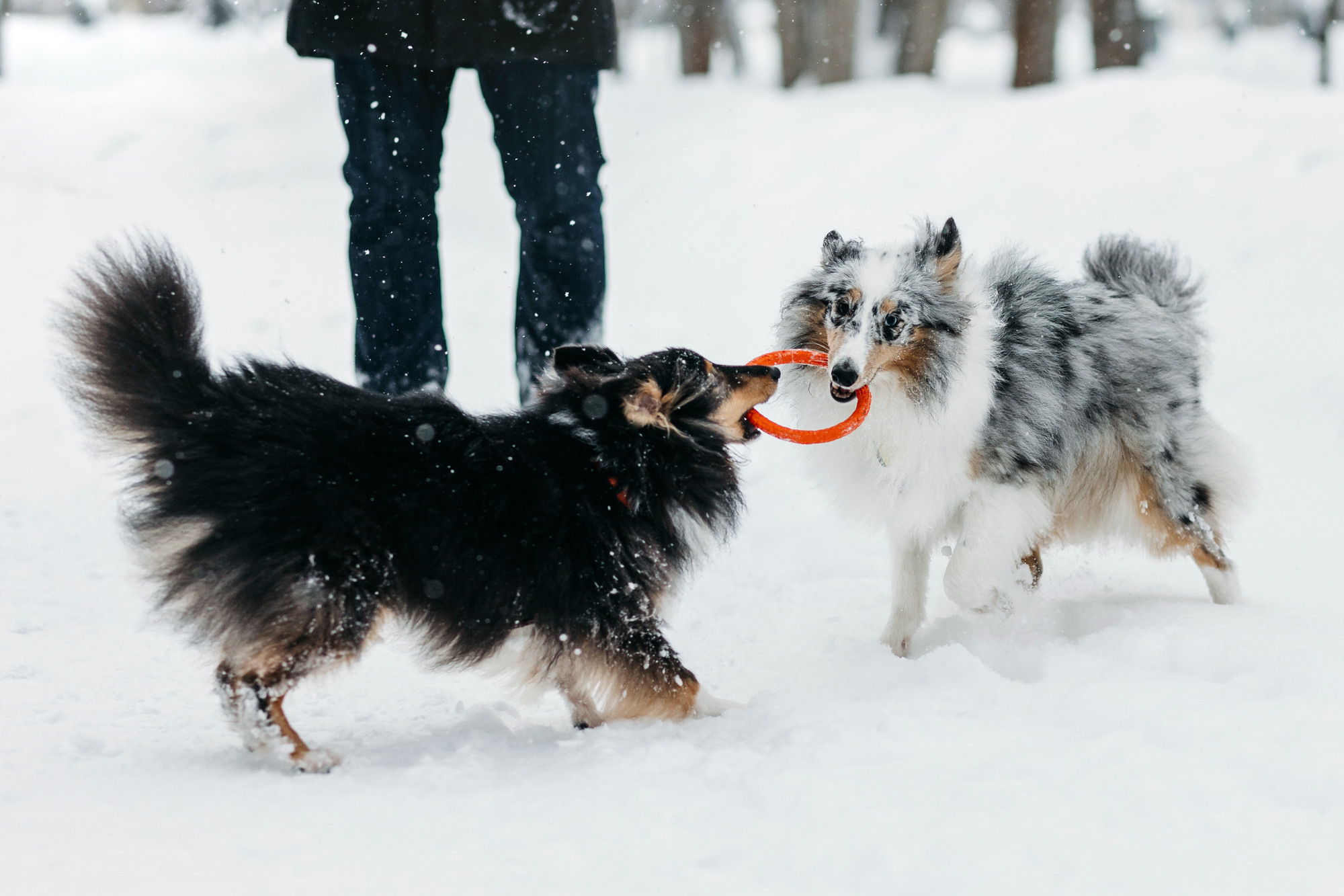 Александра, Бум и Нэвис. Фотограф-анималист Елена Радченко, Москва