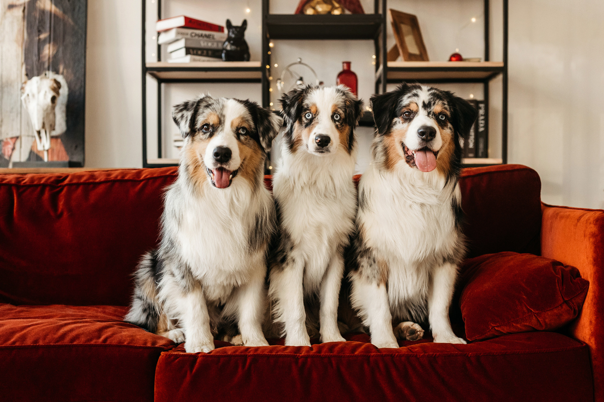 Настя и аусси. Фотограф-анималист Елена Радченко, Москва