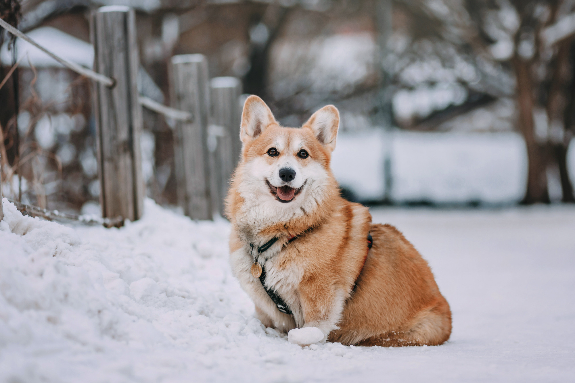 Аня и Фил. Фотограф-анималист Елена Радченко, Москва