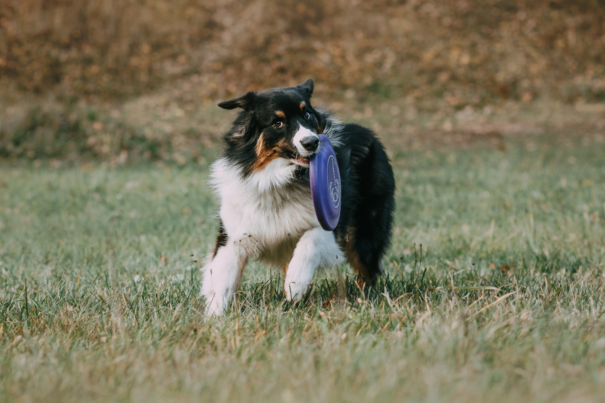 Анна, Чарли и Ева. Фотограф-анималист Елена Радченко, Москва