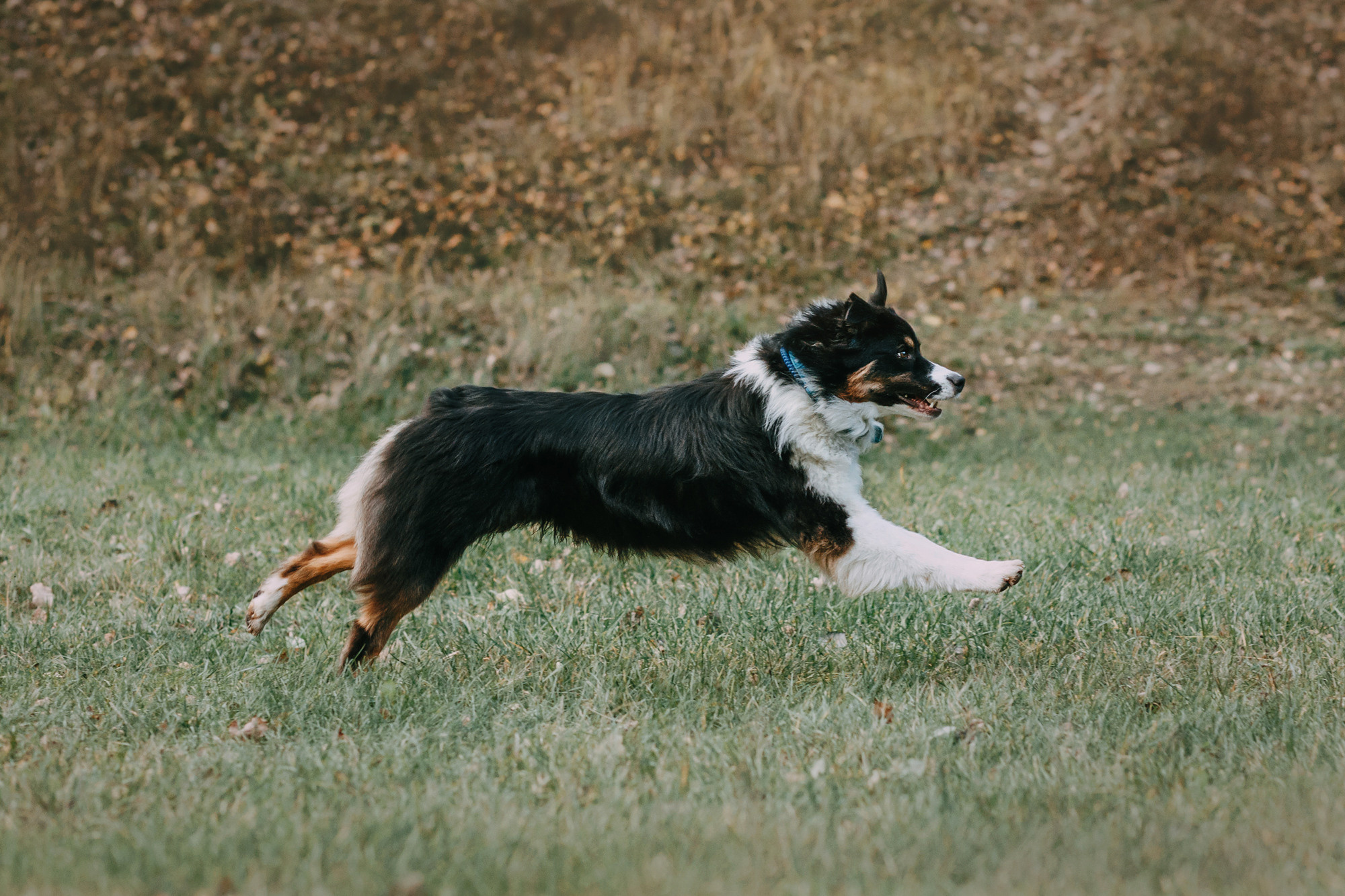 Анна, Чарли и Ева. Фотограф-анималист Елена Радченко, Москва