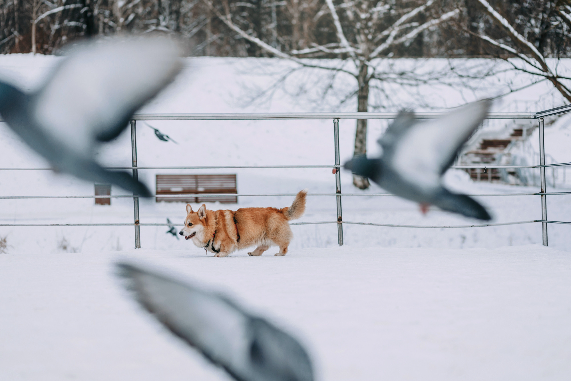 Аня и Фил. Фотограф-анималист Елена Радченко, Москва