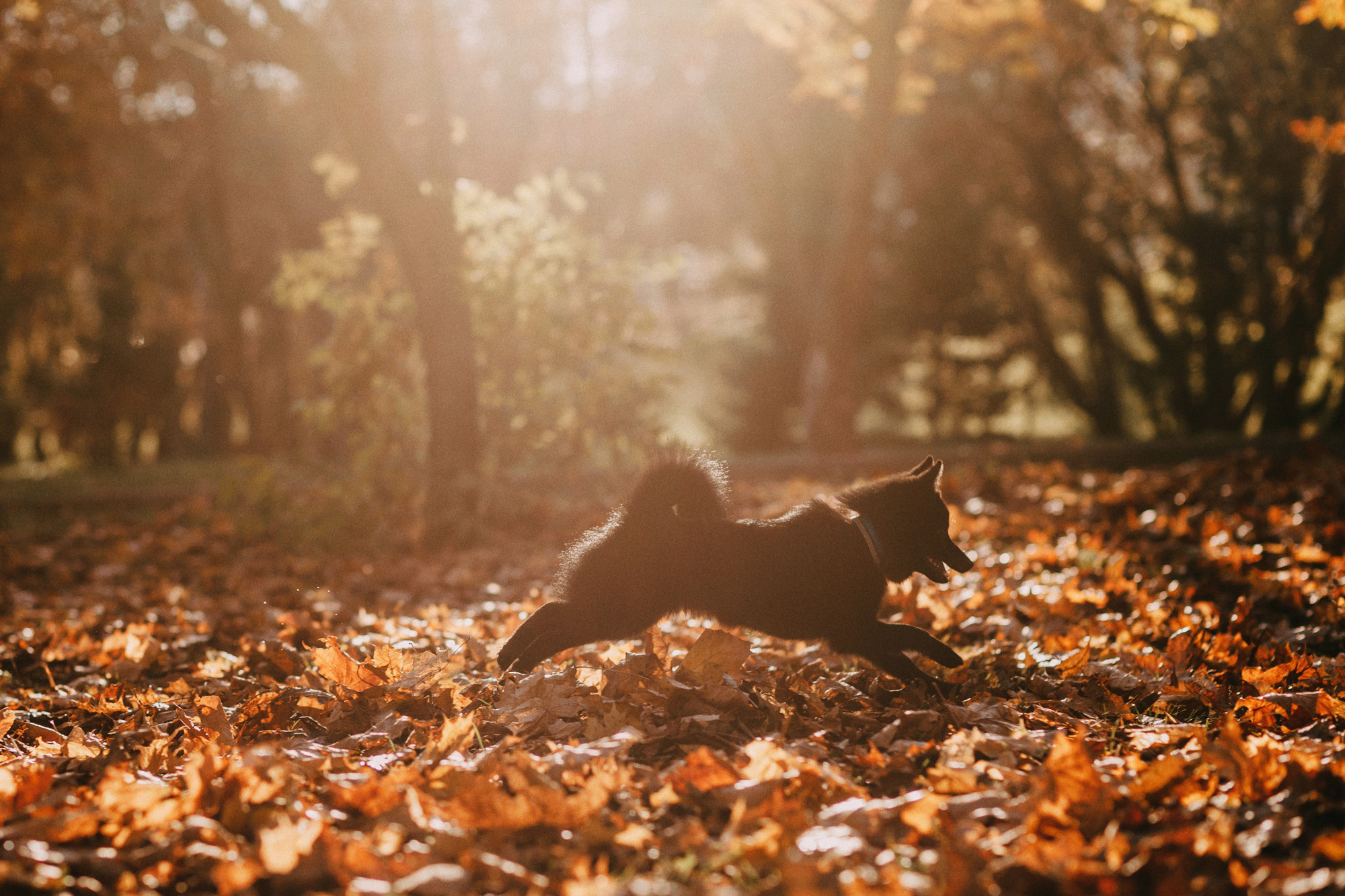 Настасья, Саша и Рокки. Фотограф-анималист Елена Радченко, Москва