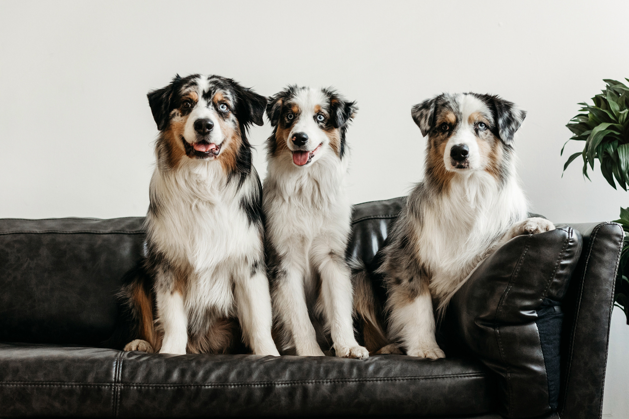 Настя и аусси. Фотограф-анималист Елена Радченко, Москва