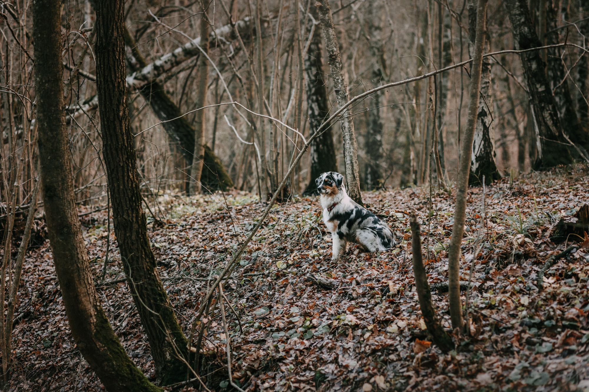 Анна, Чарли и Ева. Фотограф-анималист Елена Радченко, Москва