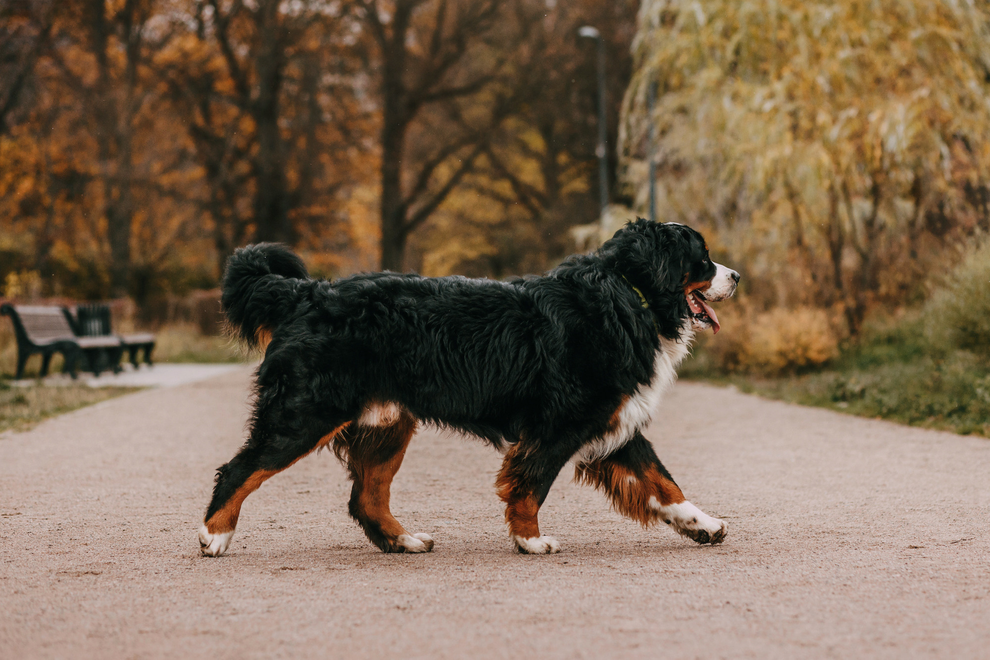 Ира и Бергамот. Фотограф-анималист Елена Радченко, Москва