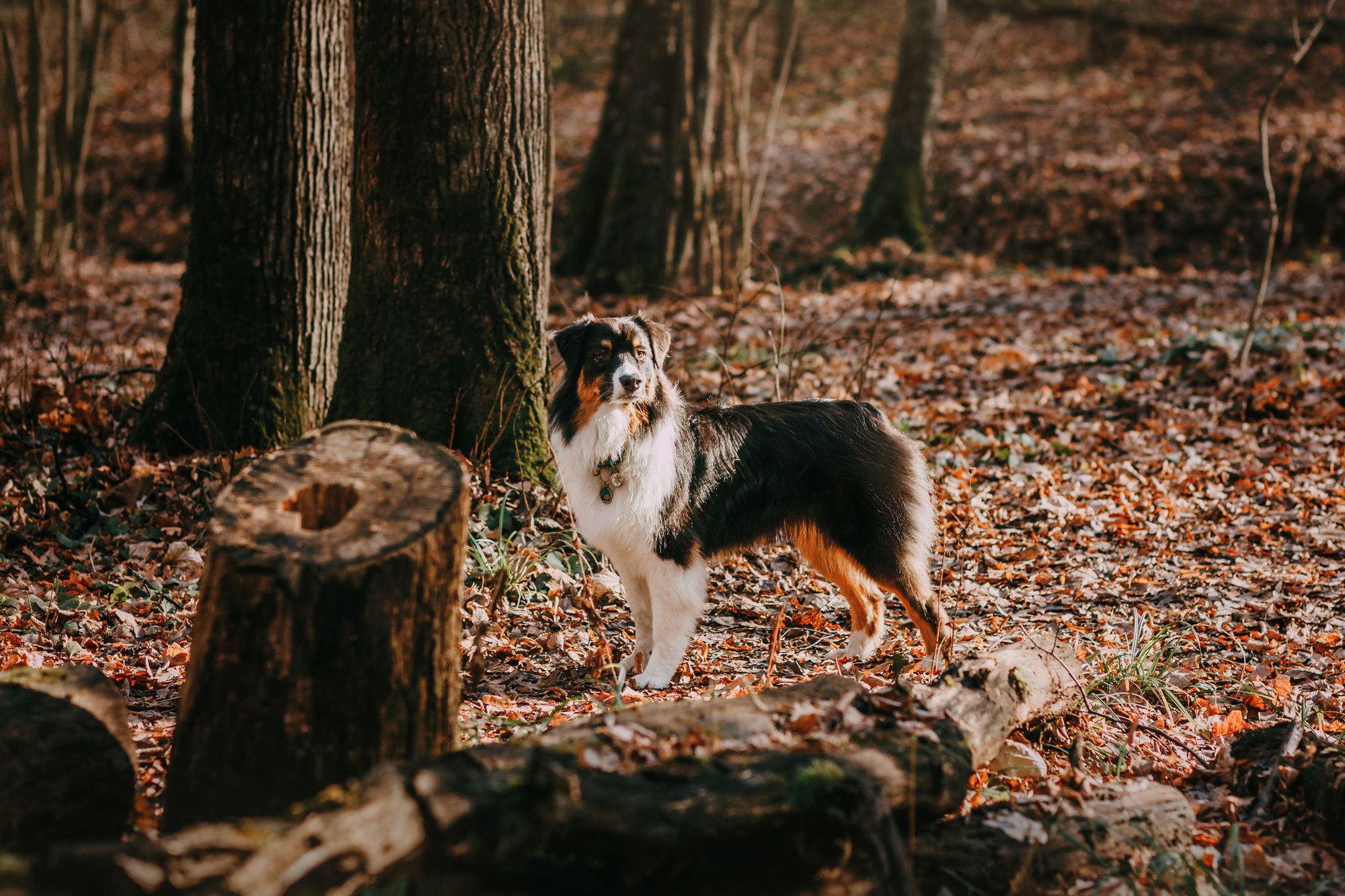Анна, Чарли и Ева. Фотограф-анималист Елена Радченко, Москва