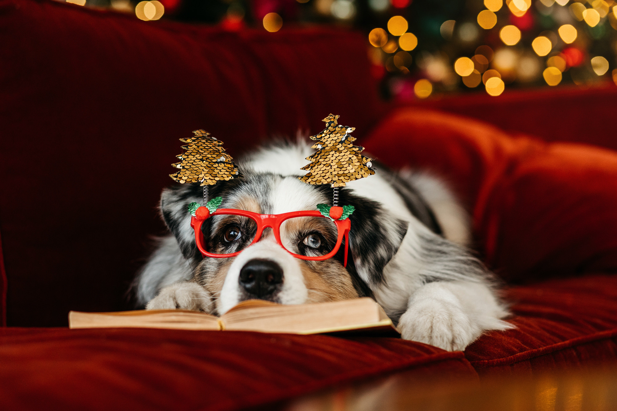 Настя и аусси. Фотограф-анималист Елена Радченко, Москва