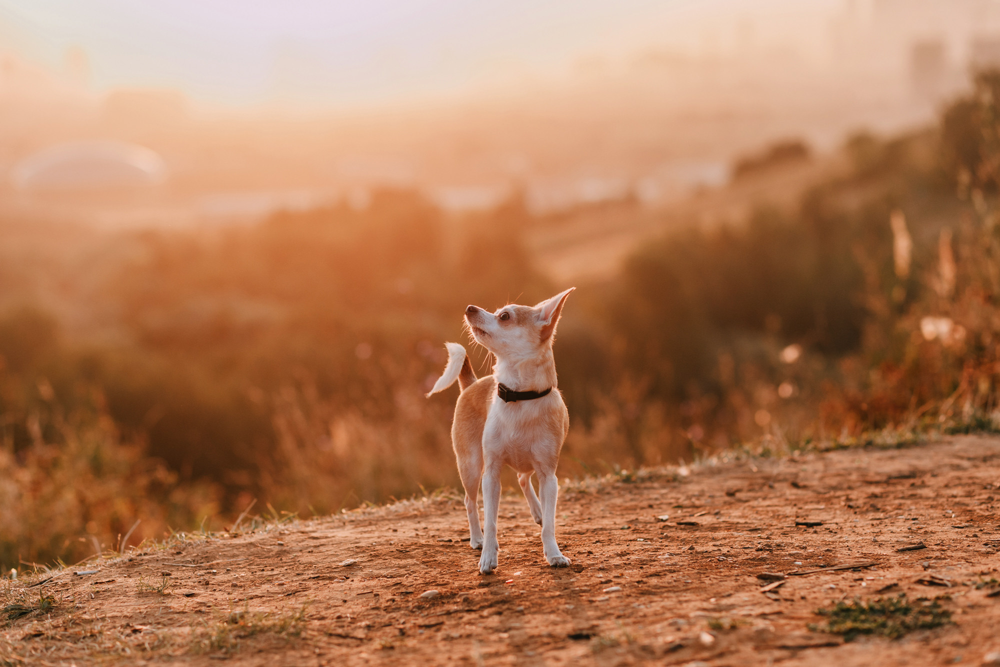 Наталья, Курт и Джуля. Фотограф-анималист Елена Радченко, Москва