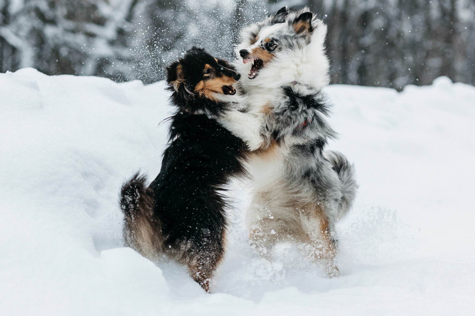Александра, Бум и Нэвис. Фотограф-анималист Елена Радченко, Москва