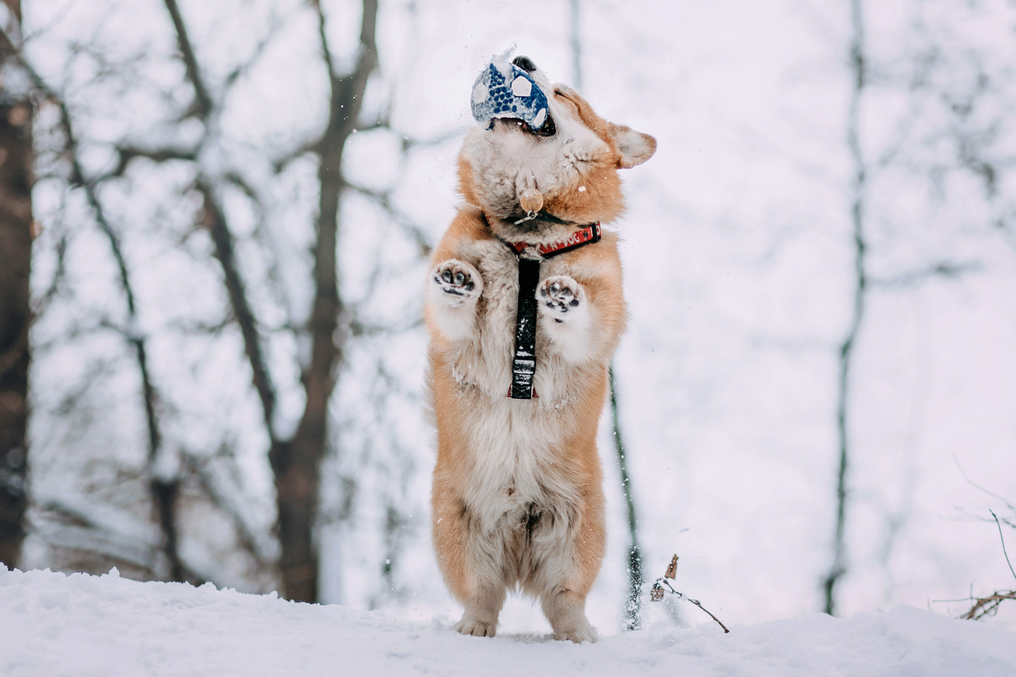 Аня и Фил. Фотограф-анималист Елена Радченко, Москва