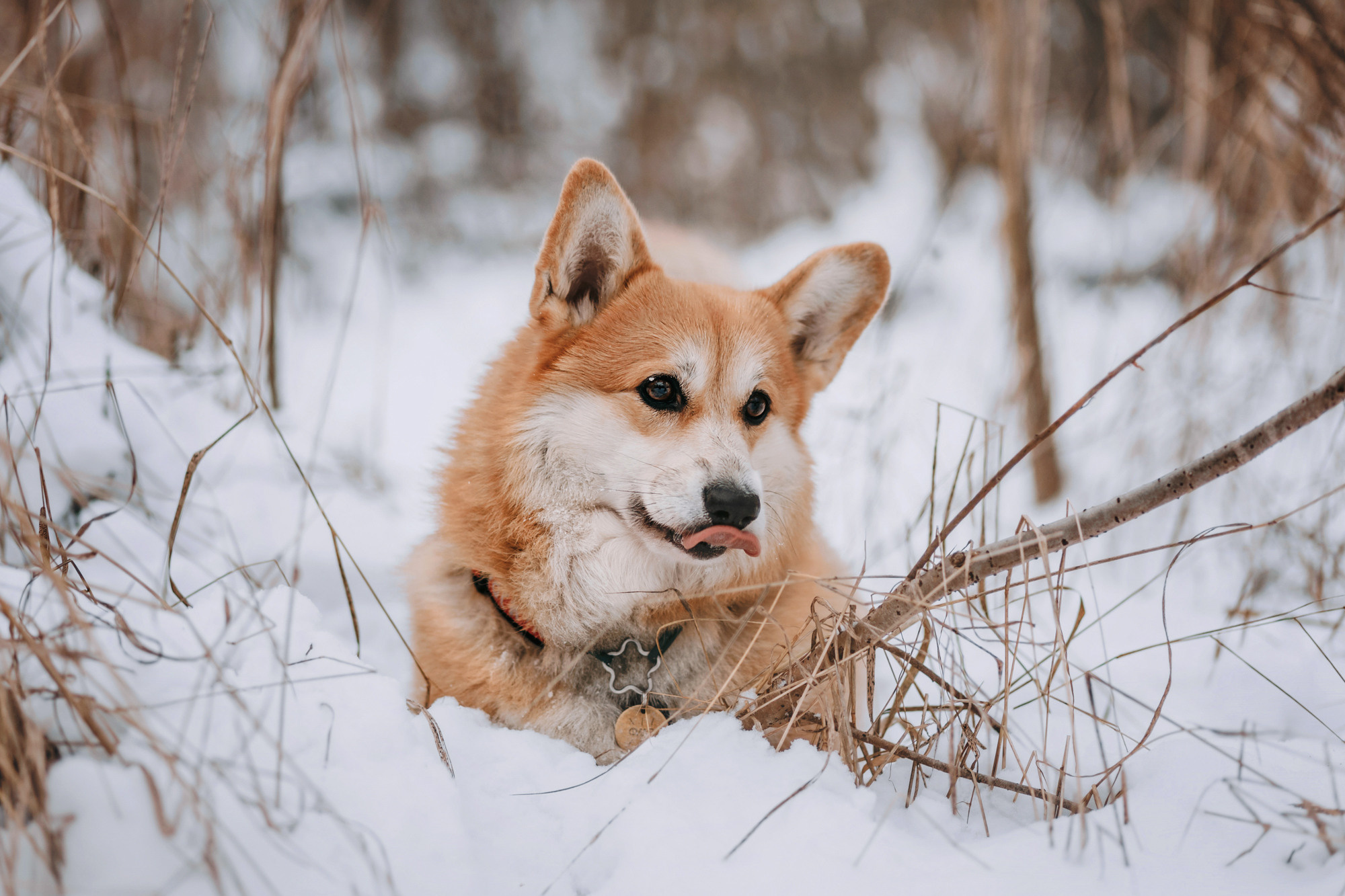 Аня и Фил. Фотограф-анималист Елена Радченко, Москва