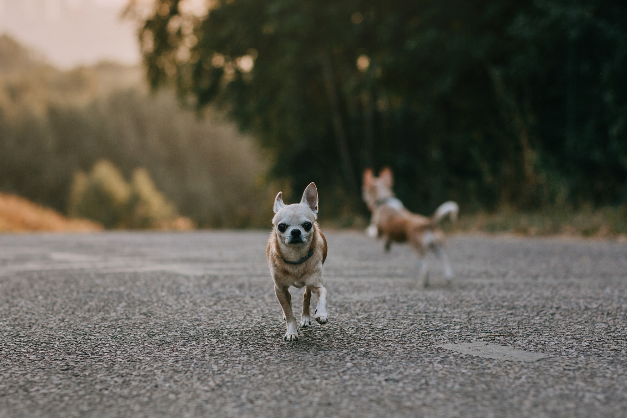 Наталья, Курт и Джуля. Фотограф-анималист Елена Радченко, Москва