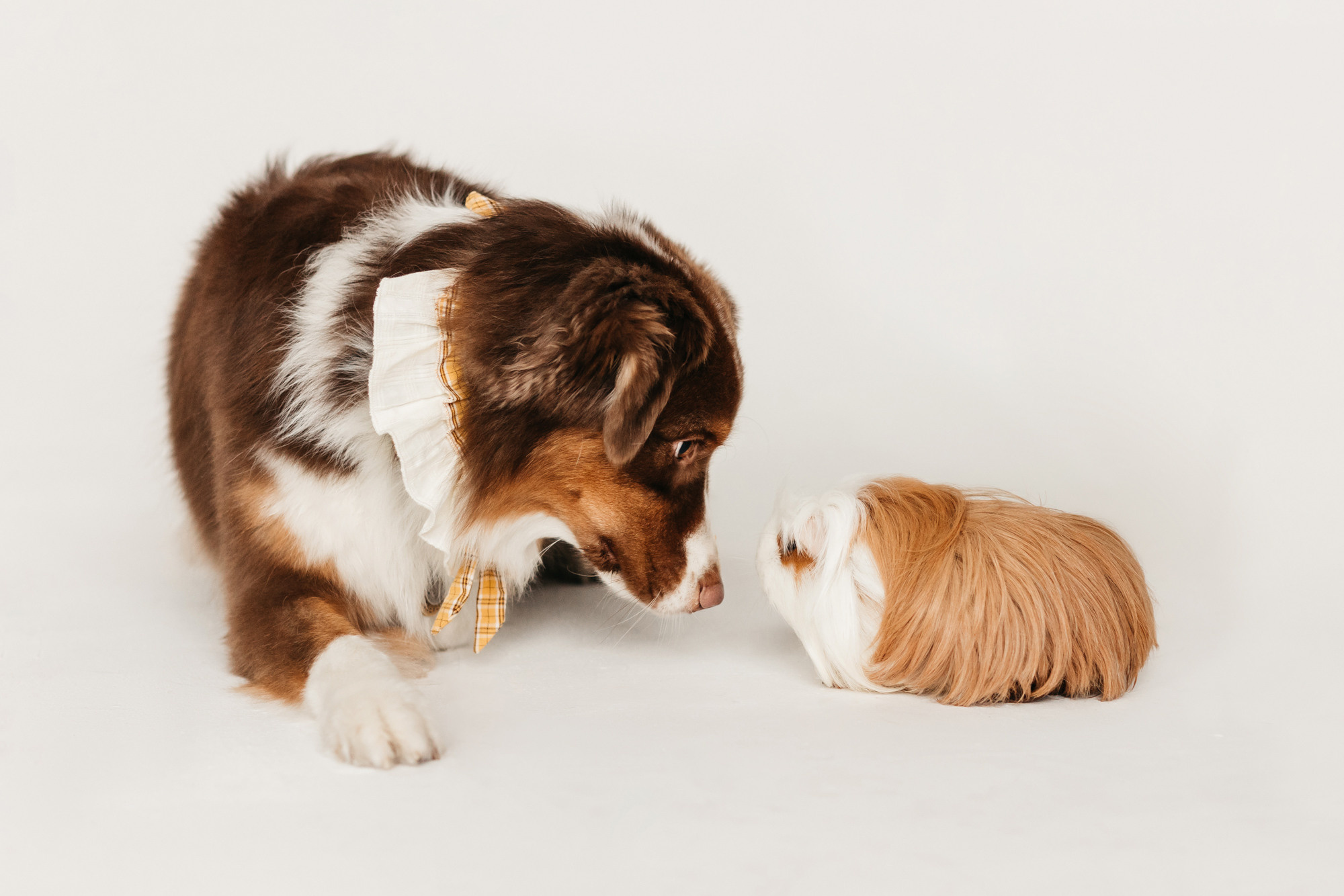 Ками и Кекс. Фотограф-анималист Елена Радченко, Москва