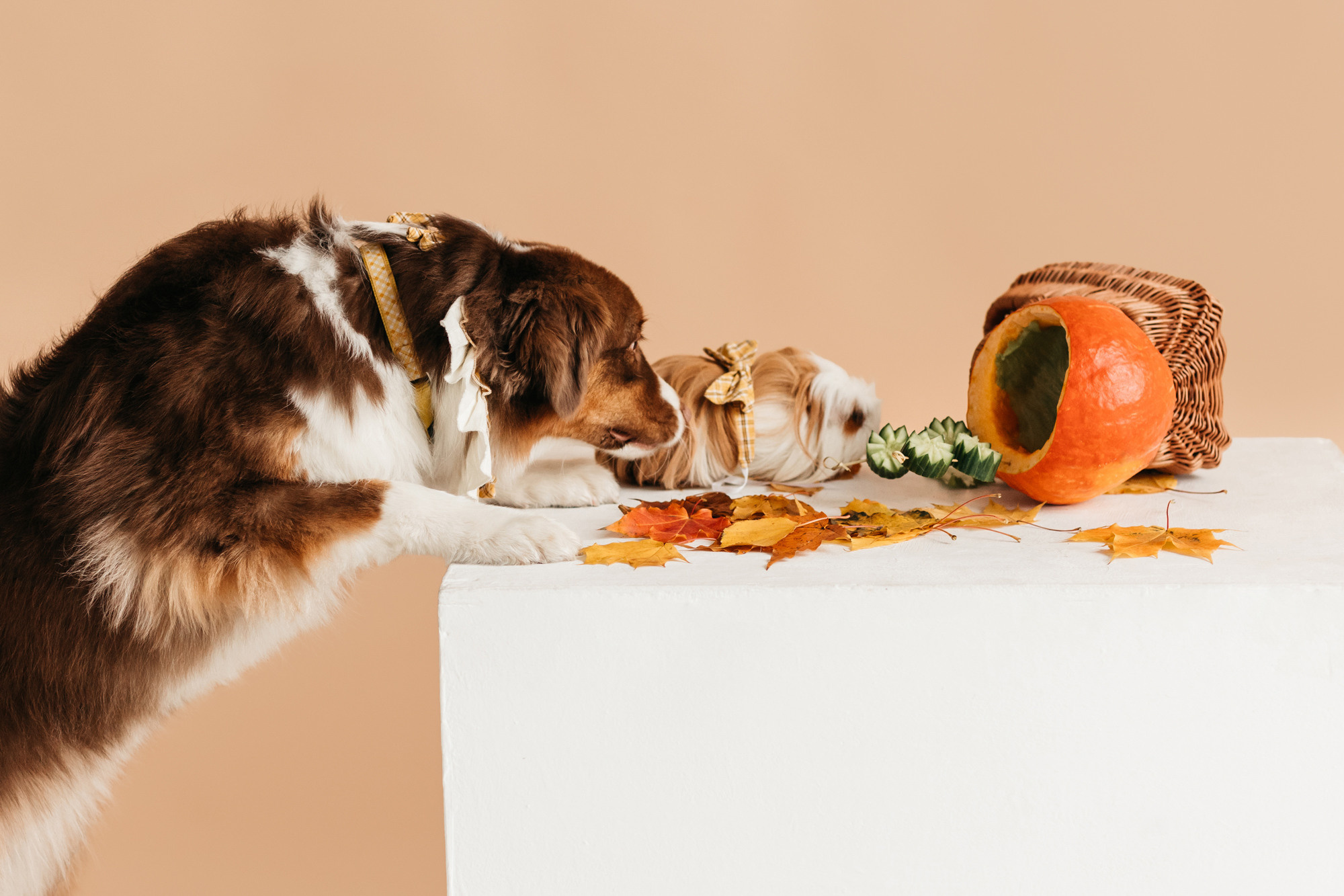 Ками и Кекс. Фотограф-анималист Елена Радченко, Москва