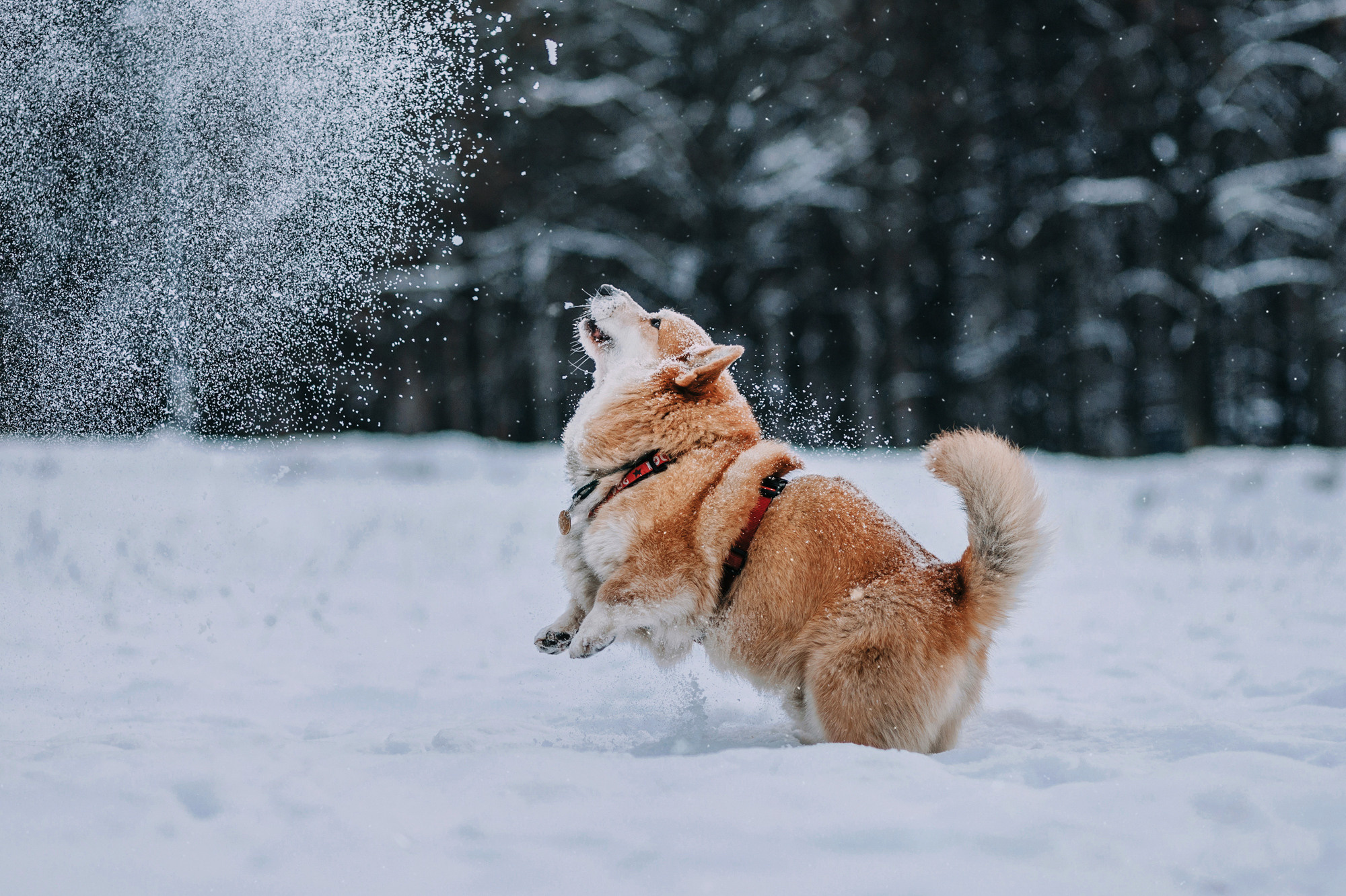 Аня и Фил. Фотограф-анималист Елена Радченко, Москва