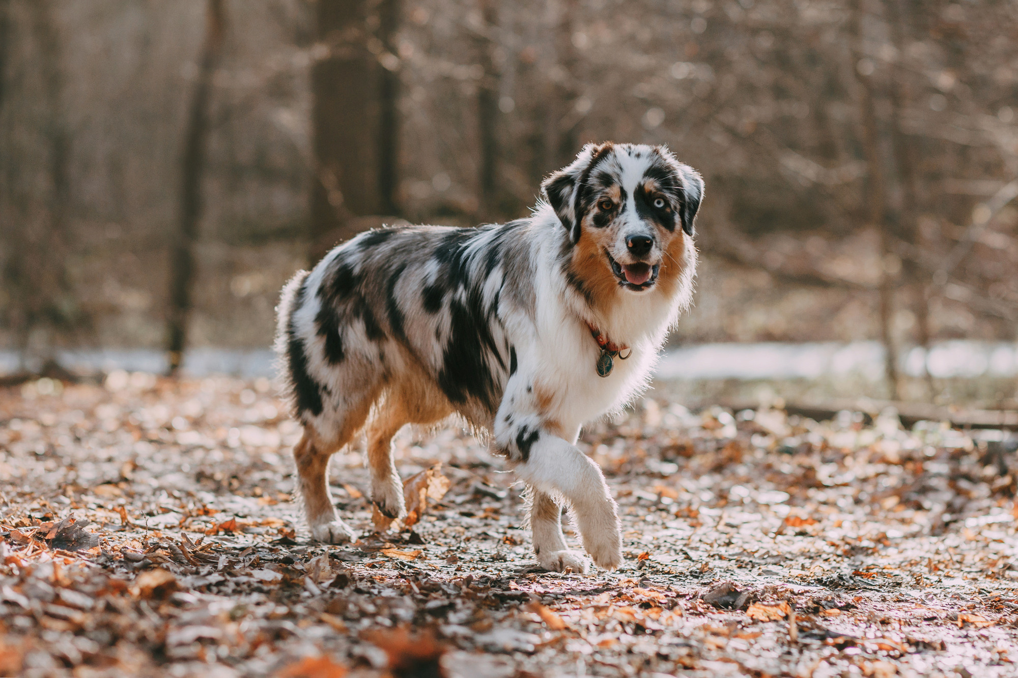 Анна, Чарли и Ева. Фотограф-анималист Елена Радченко, Москва