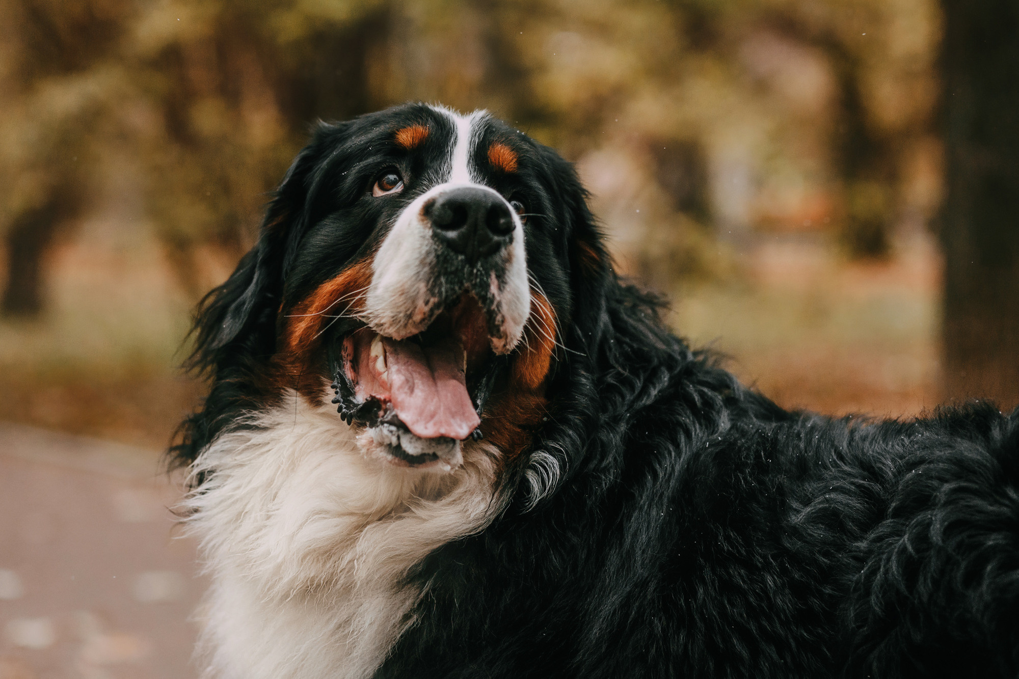 Ира и Бергамот. Фотограф-анималист Елена Радченко, Москва
