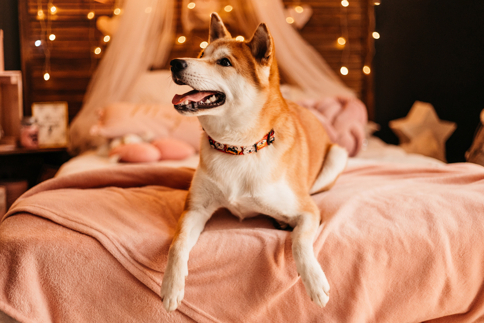 Арчи. Фотограф-анималист Елена Радченко, Москва