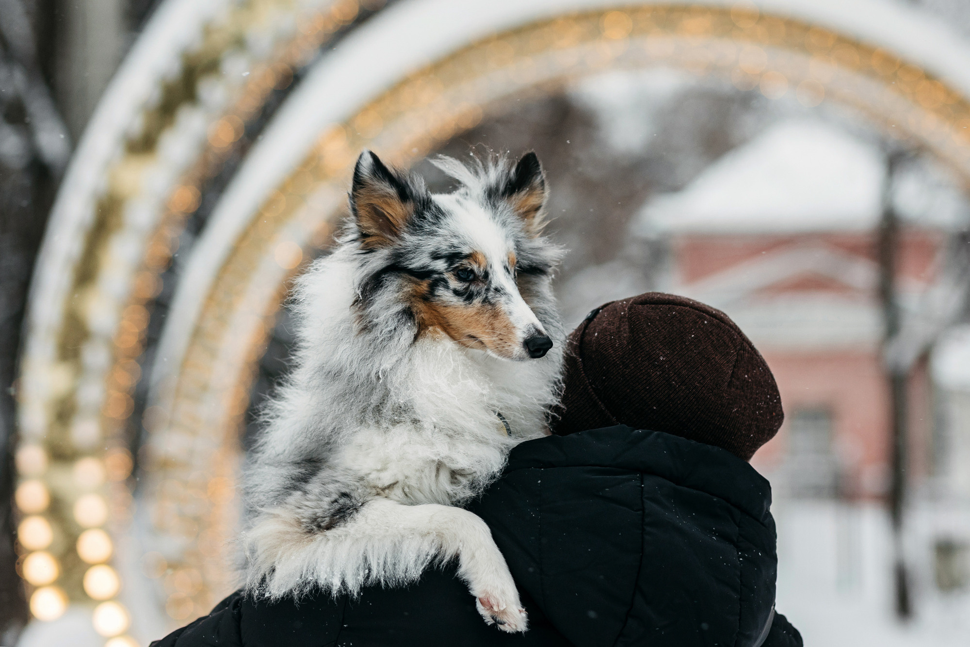 Александра, Бум и Нэвис. Фотограф-анималист Елена Радченко, Москва