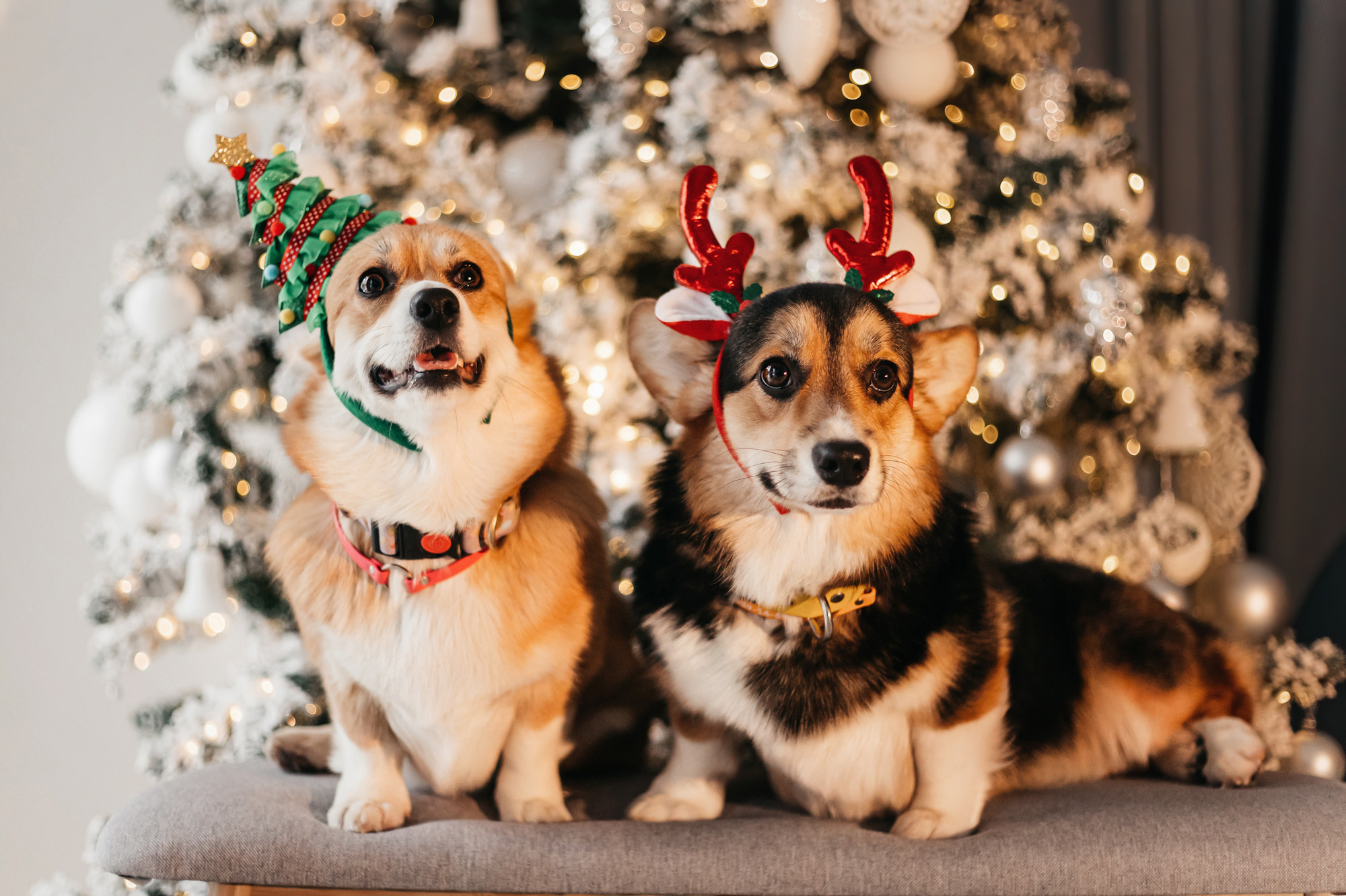 Степаша и Василиса. Фотограф-анималист Елена Радченко, Москва
