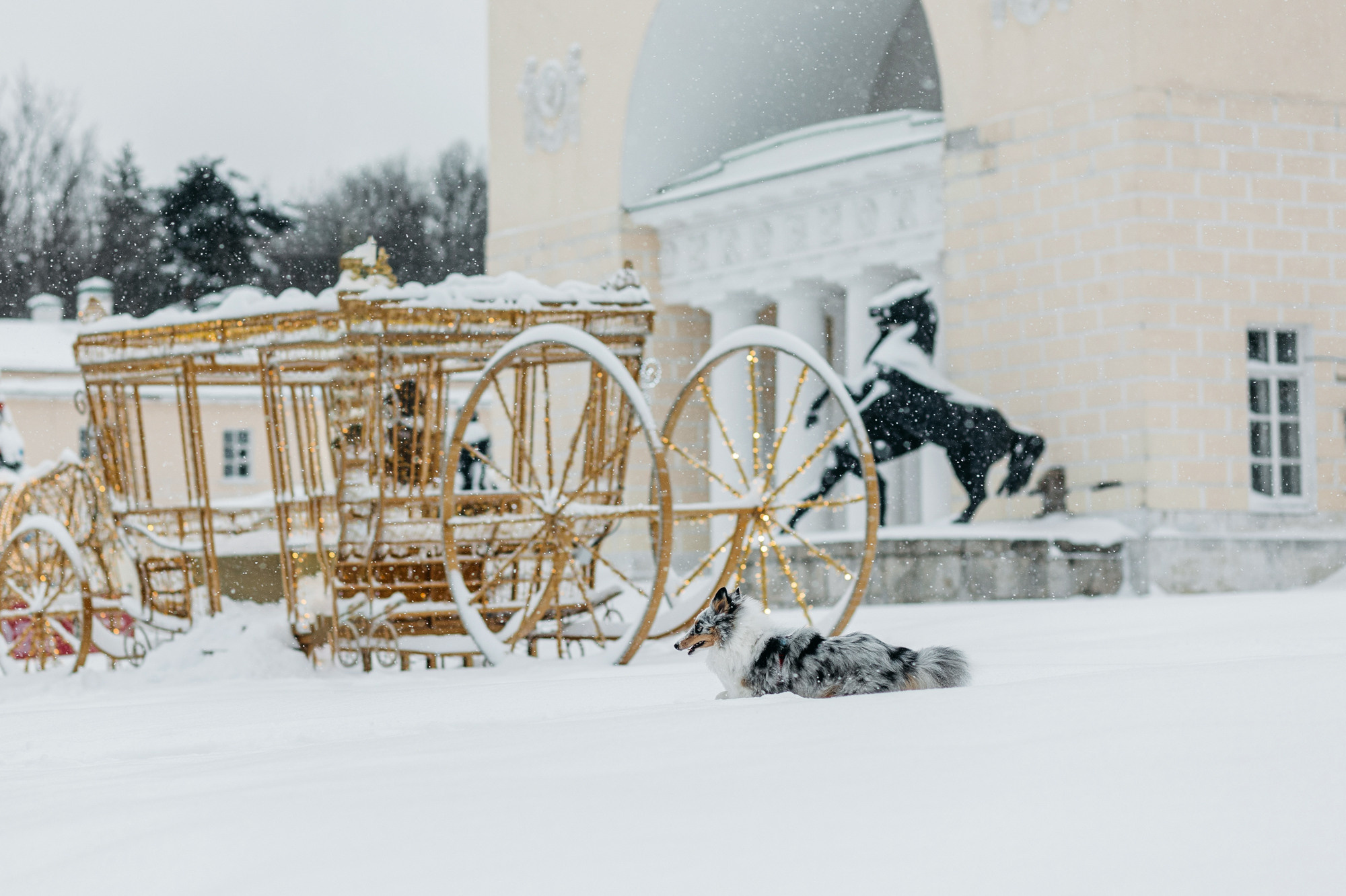Александра, Бум и Нэвис. Фотограф-анималист Елена Радченко, Москва