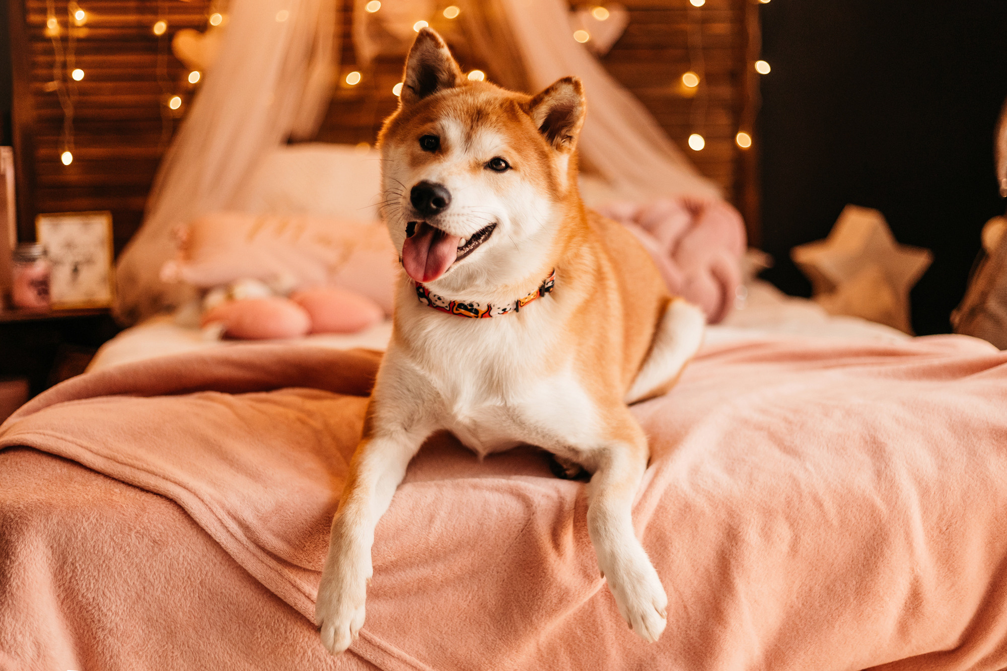 Арчи. Фотограф-анималист Елена Радченко, Москва