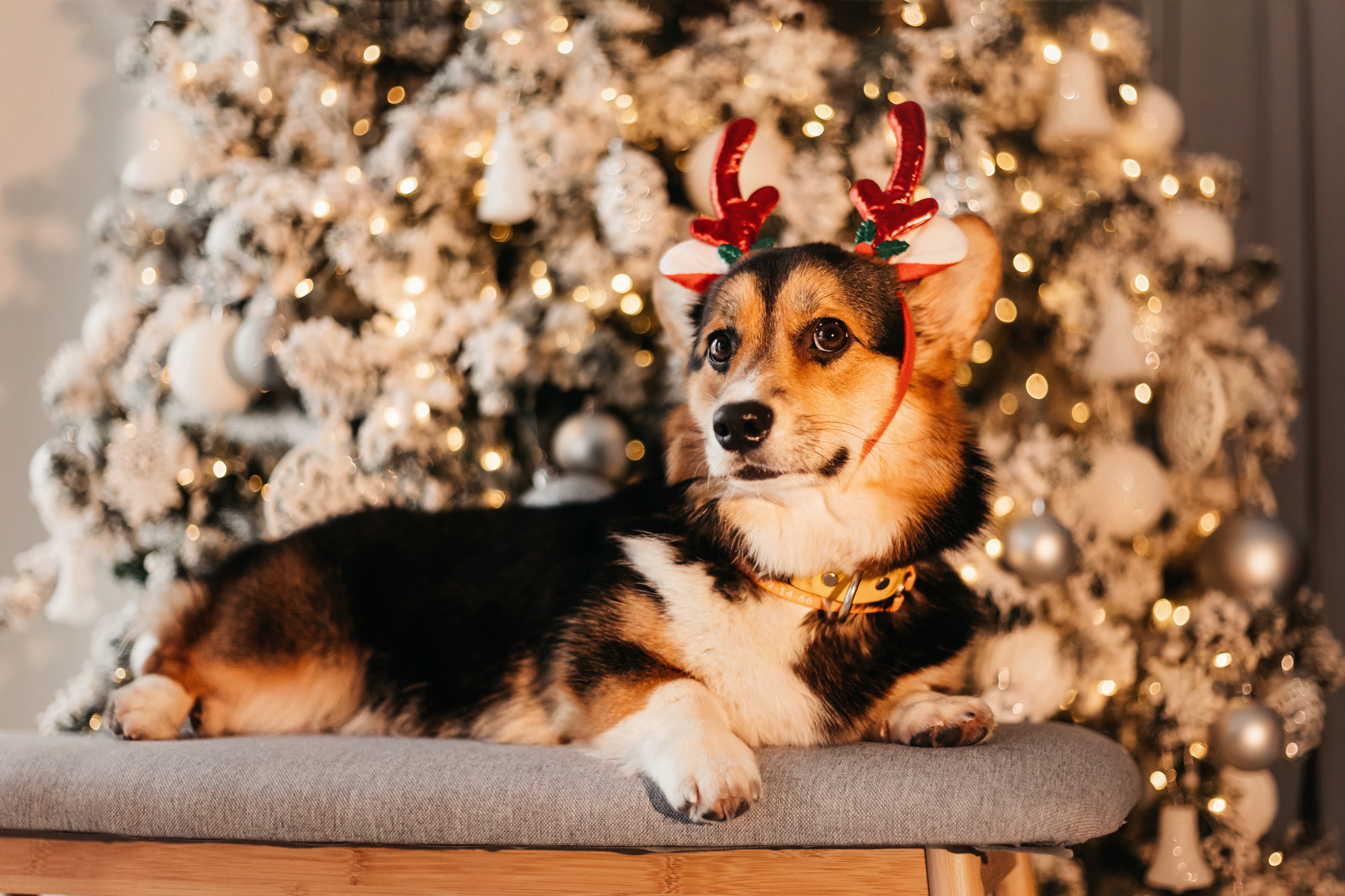 Степаша и Василиса. Фотограф-анималист Елена Радченко, Москва