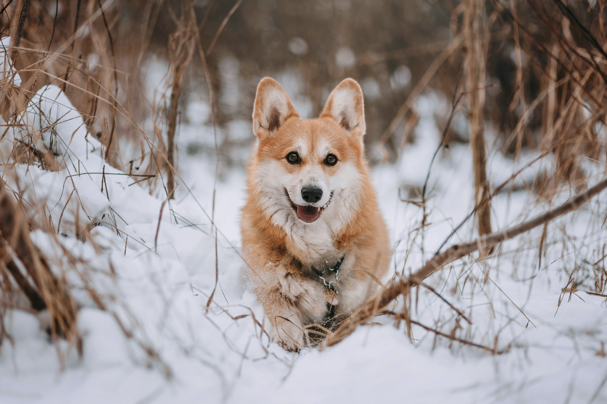 Аня и Фил. Фотограф-анималист Елена Радченко, Москва