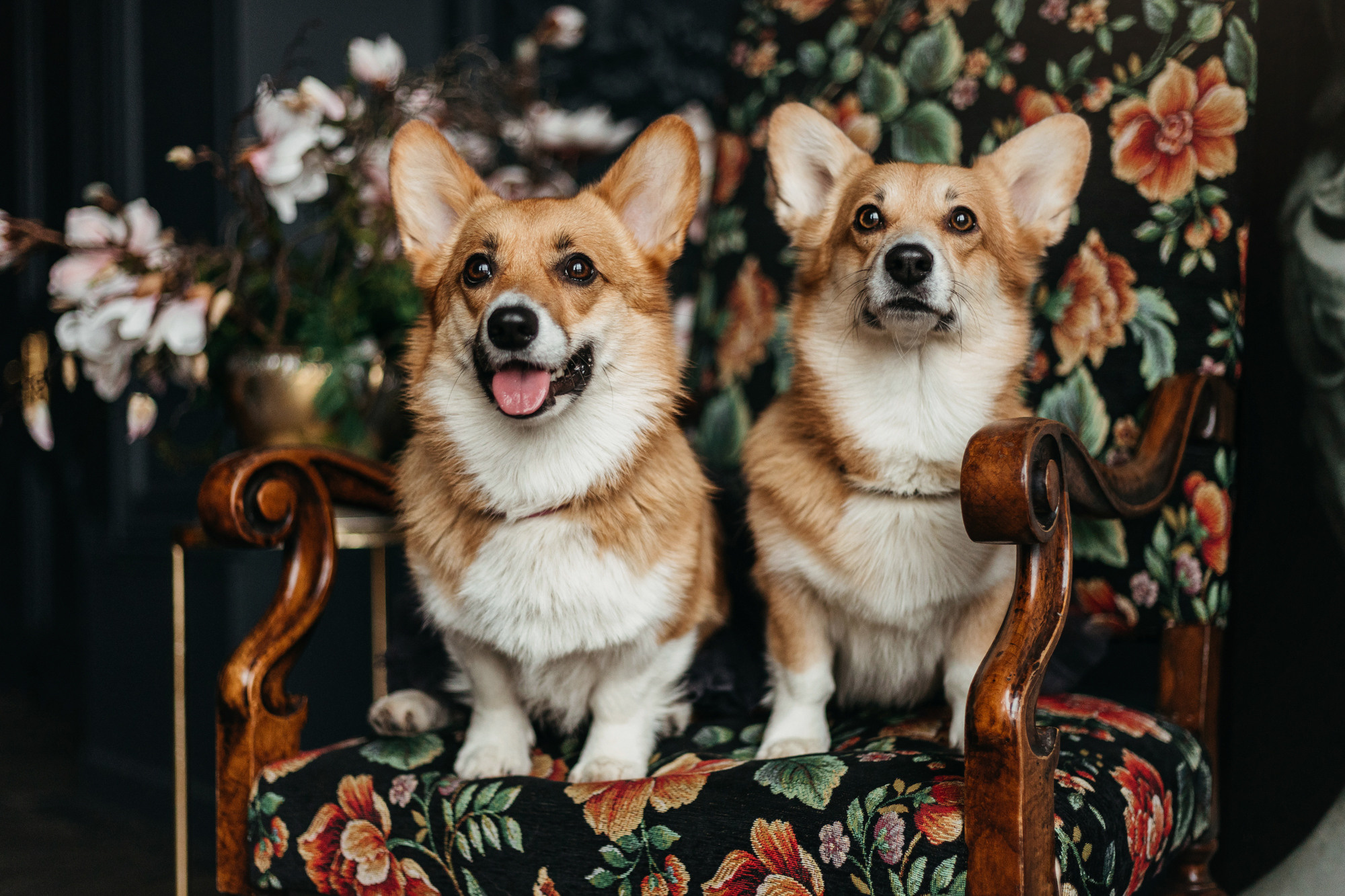 Даша, Мася и Бэси. Фотограф-анималист Елена Радченко, Москва