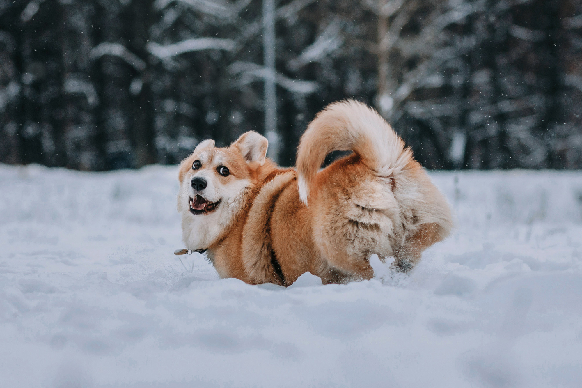 Аня и Фил. Фотограф-анималист Елена Радченко, Москва