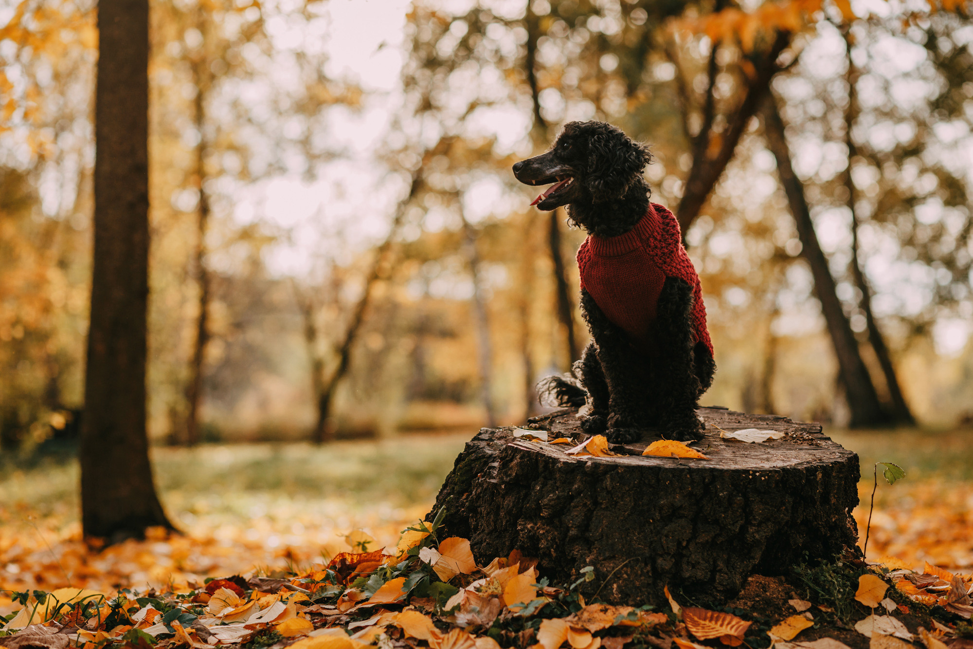 Дарья и Патрик. Фотограф-анималист Елена Радченко, Москва