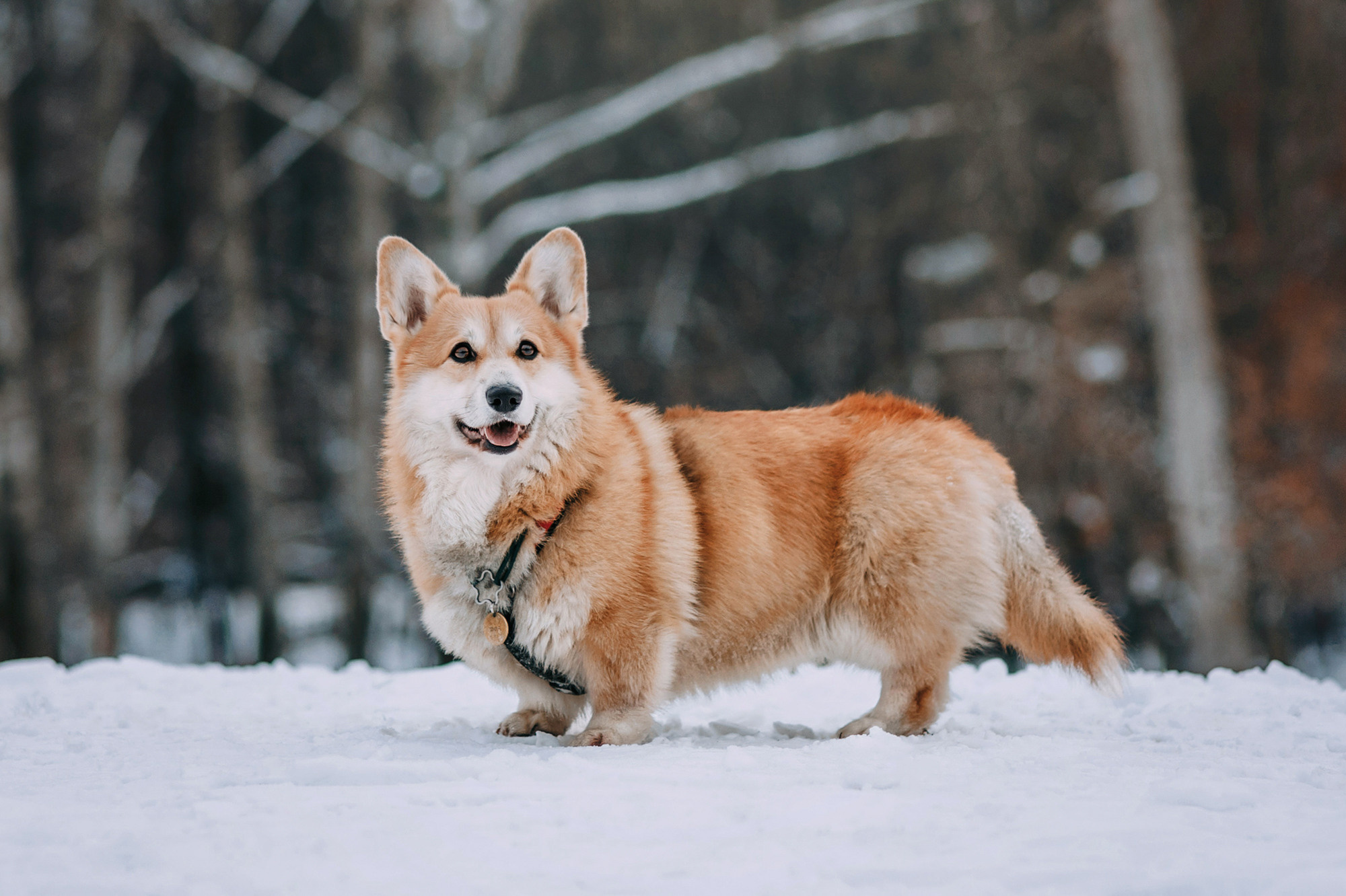 Аня и Фил. Фотограф-анималист Елена Радченко, Москва