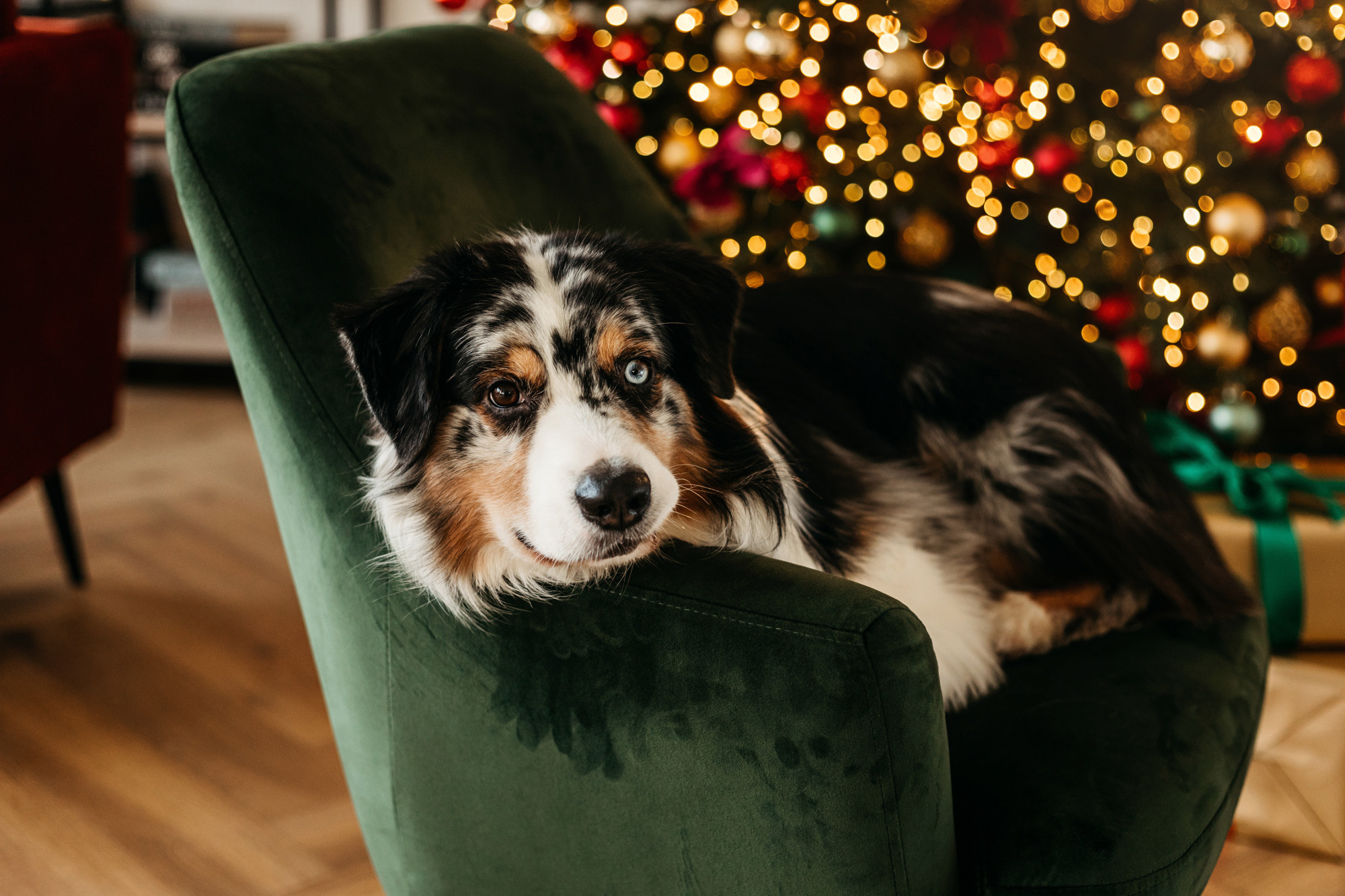 Настя и аусси. Фотограф-анималист Елена Радченко, Москва