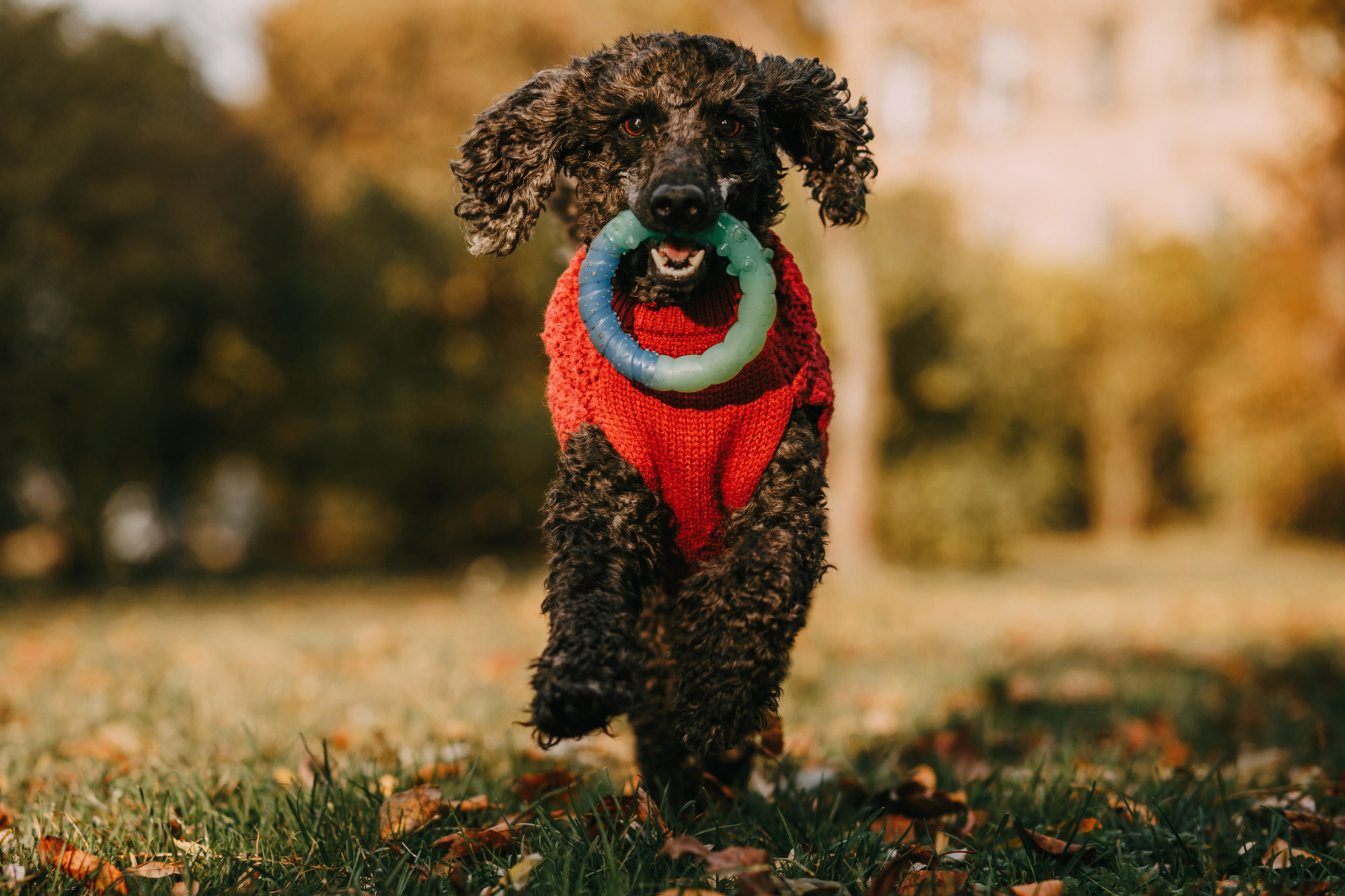 Дарья и Патрик. Фотограф-анималист Елена Радченко, Москва