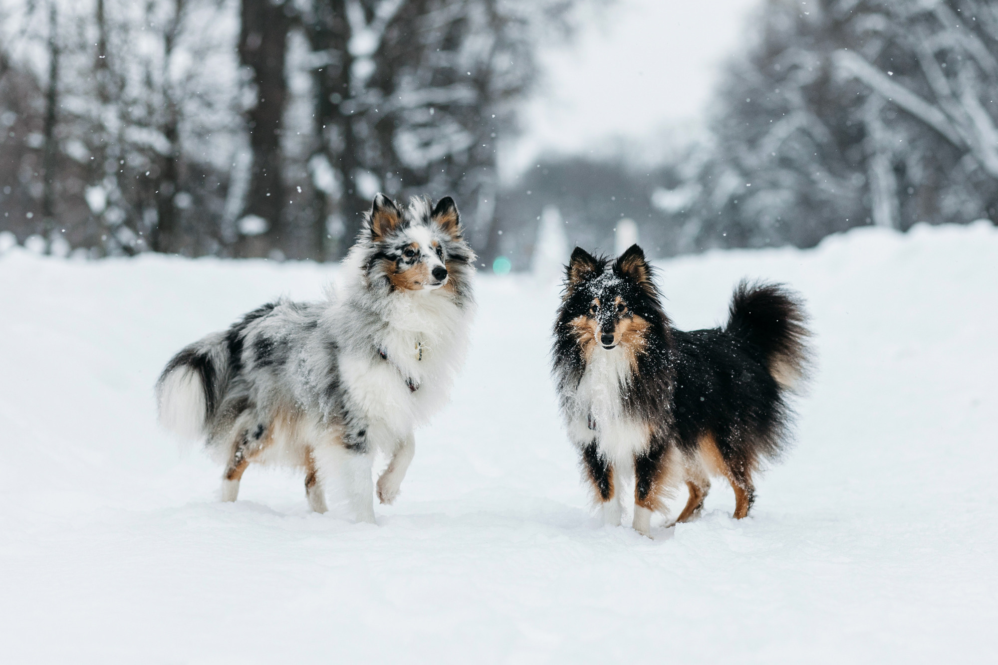 Александра, Бум и Нэвис. Фотограф-анималист Елена Радченко, Москва