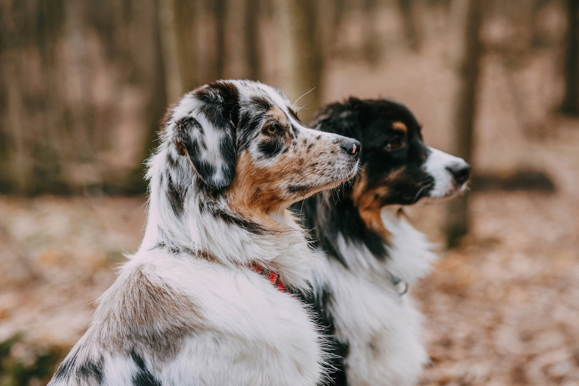 Анна, Чарли и Ева. Фотограф-анималист Елена Радченко, Москва