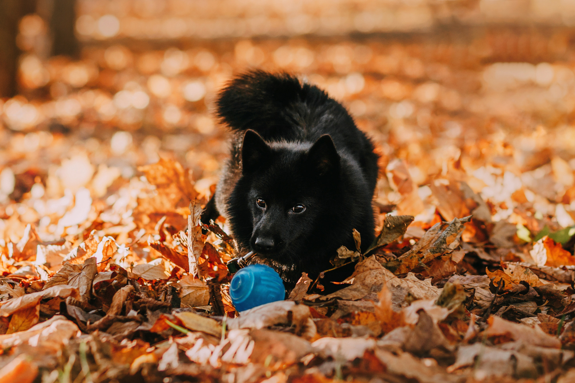 Настасья, Саша и Рокки. Фотограф-анималист Елена Радченко, Москва