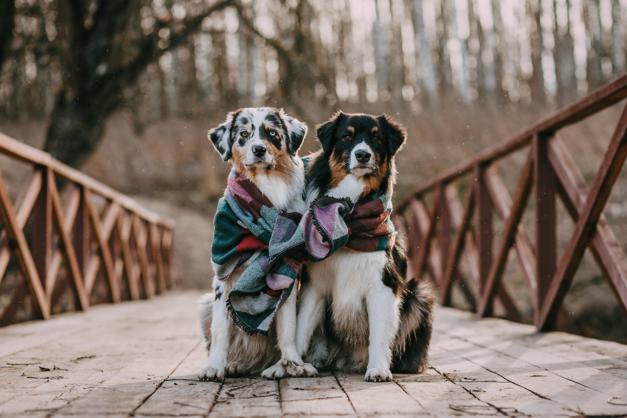 Анна, Чарли и Ева. Фотограф-анималист Елена Радченко, Москва