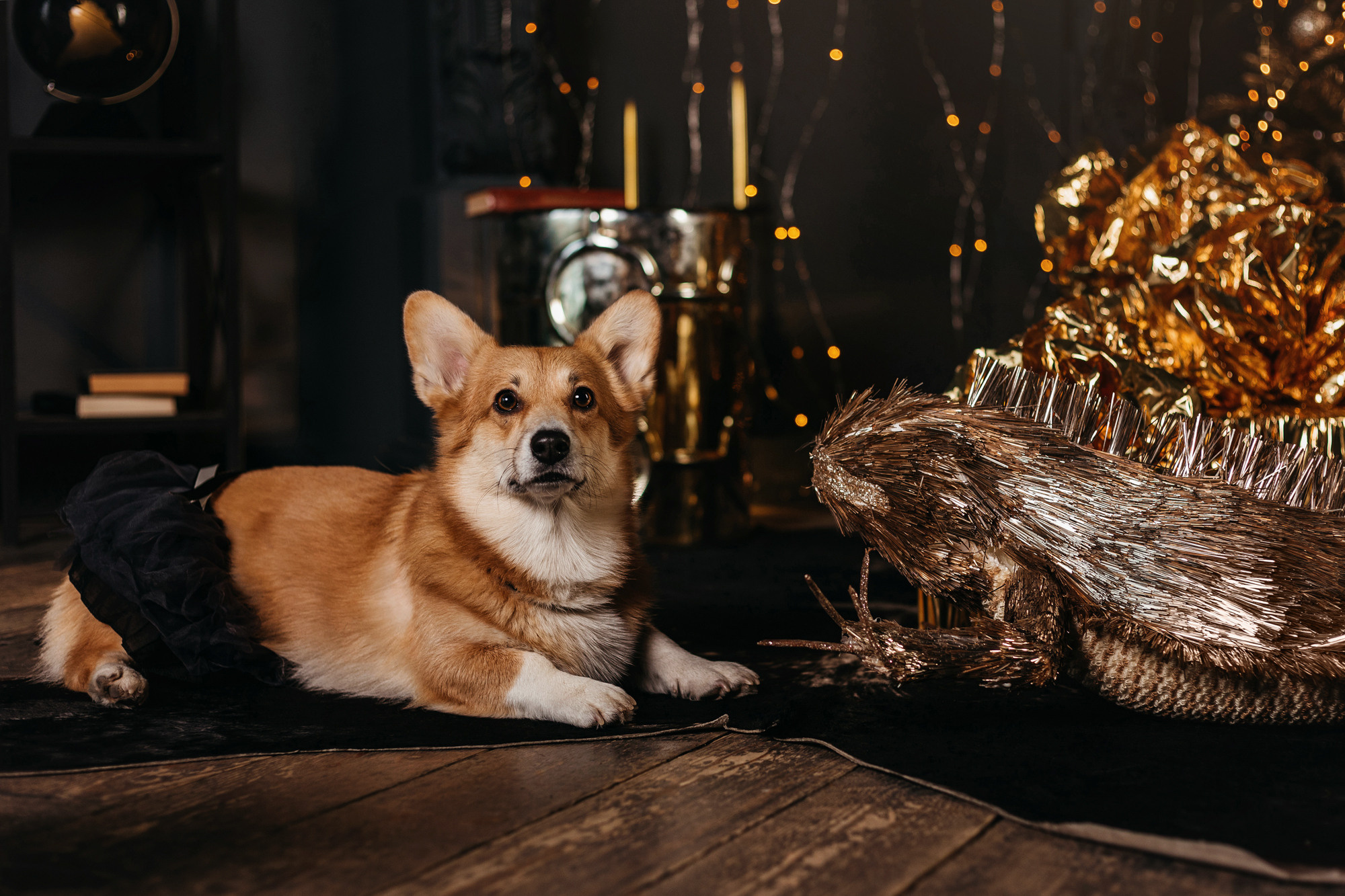 Даша, Мася и Бэси. Фотограф-анималист Елена Радченко, Москва