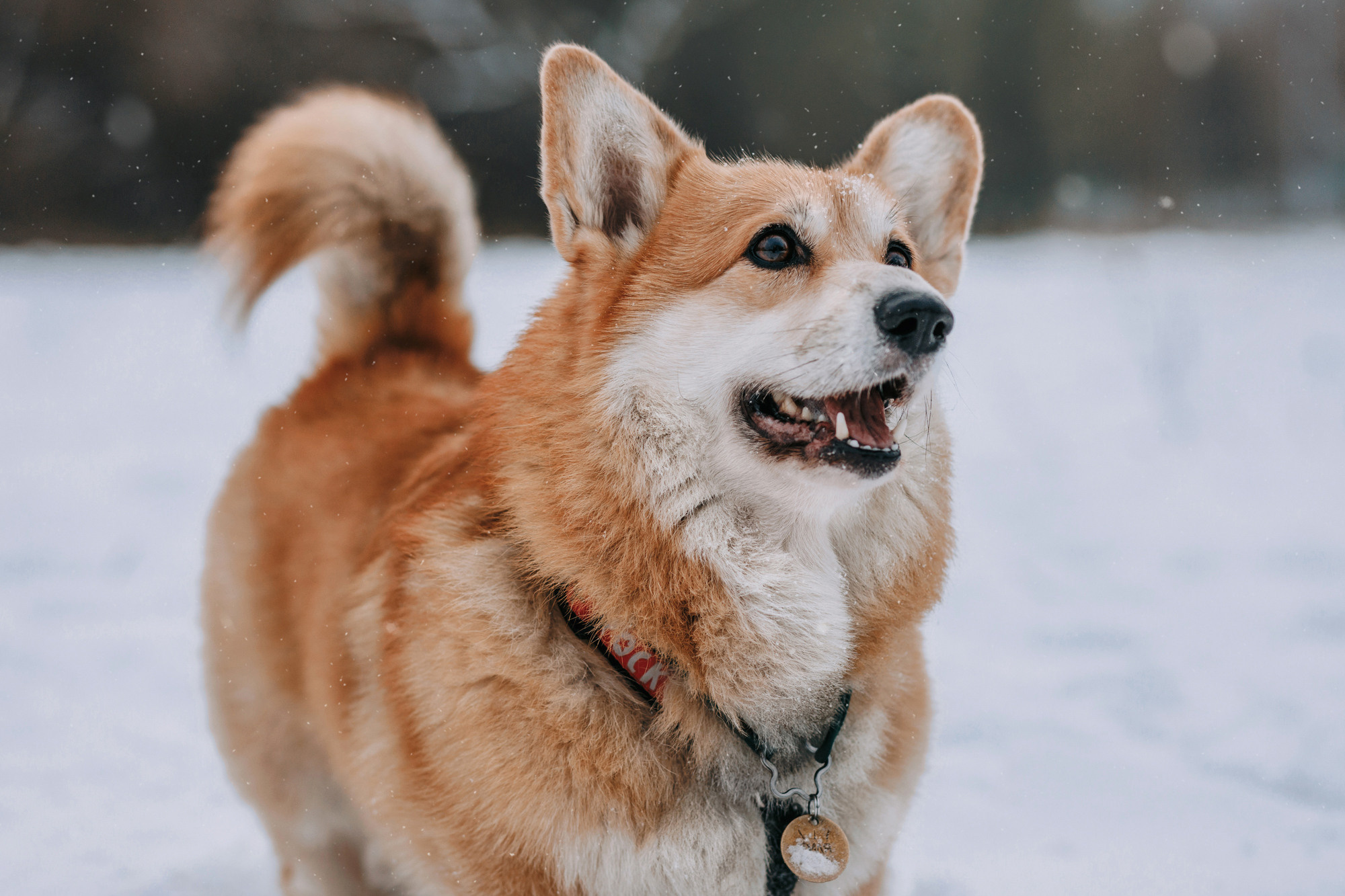 Аня и Фил. Фотограф-анималист Елена Радченко, Москва