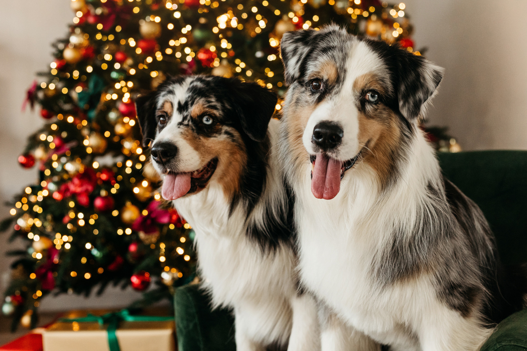 Настя и аусси. Фотограф-анималист Елена Радченко, Москва