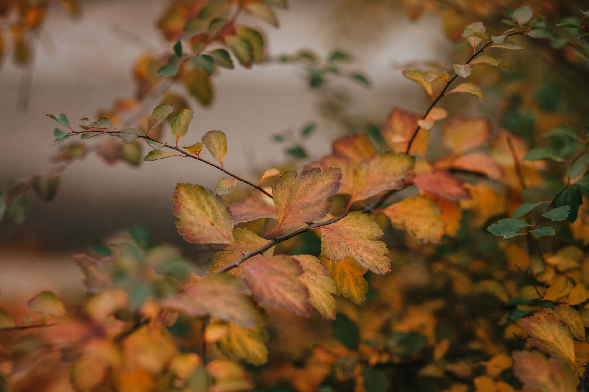 Ира и Бергамот. Фотограф-анималист Елена Радченко, Москва