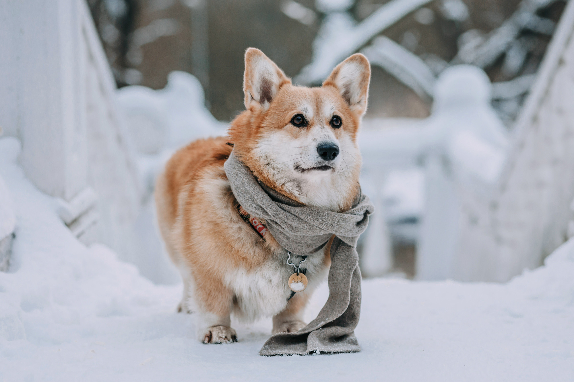Аня и Фил. Фотограф-анималист Елена Радченко, Москва