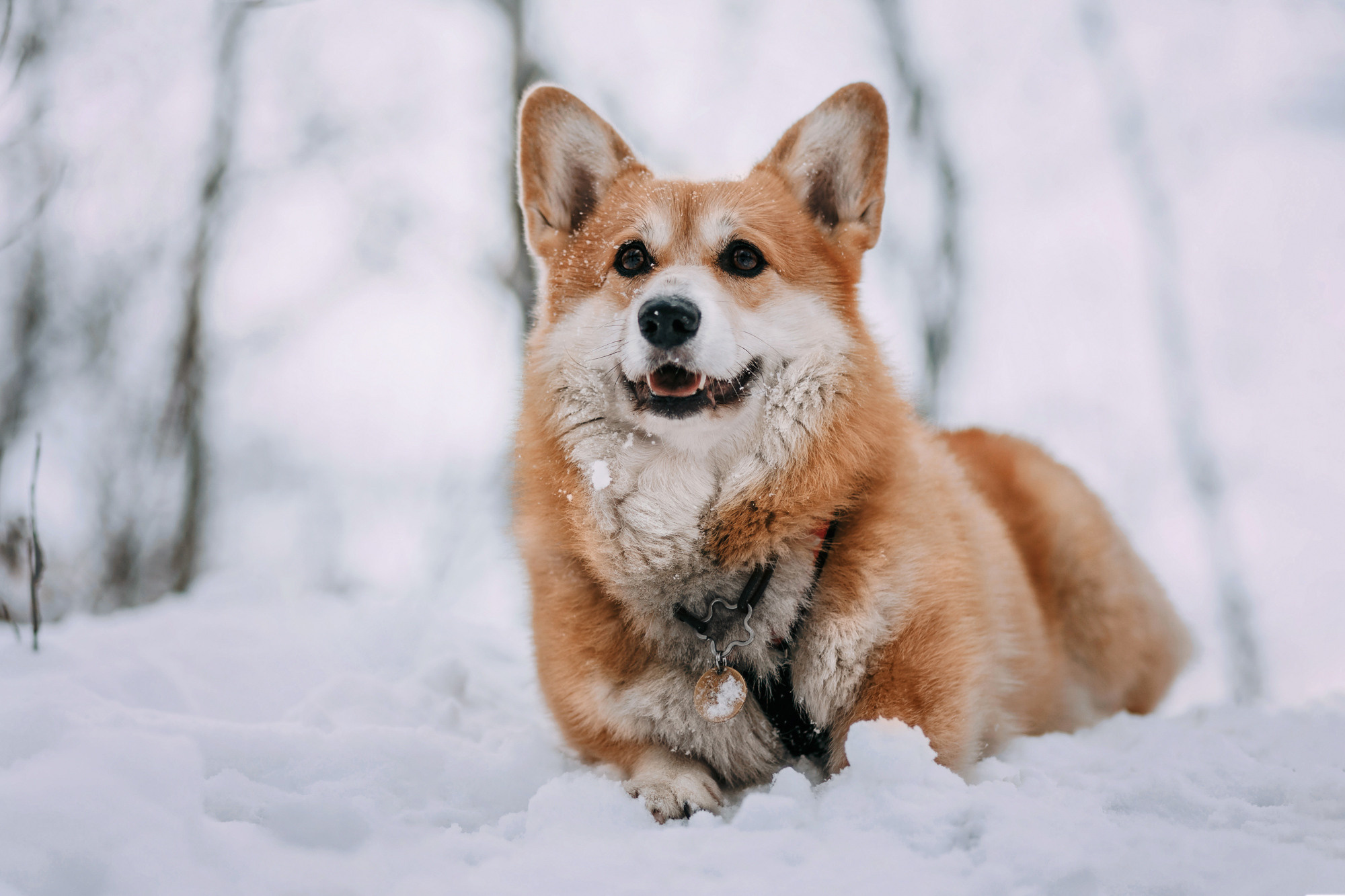 Аня и Фил. Фотограф-анималист Елена Радченко, Москва